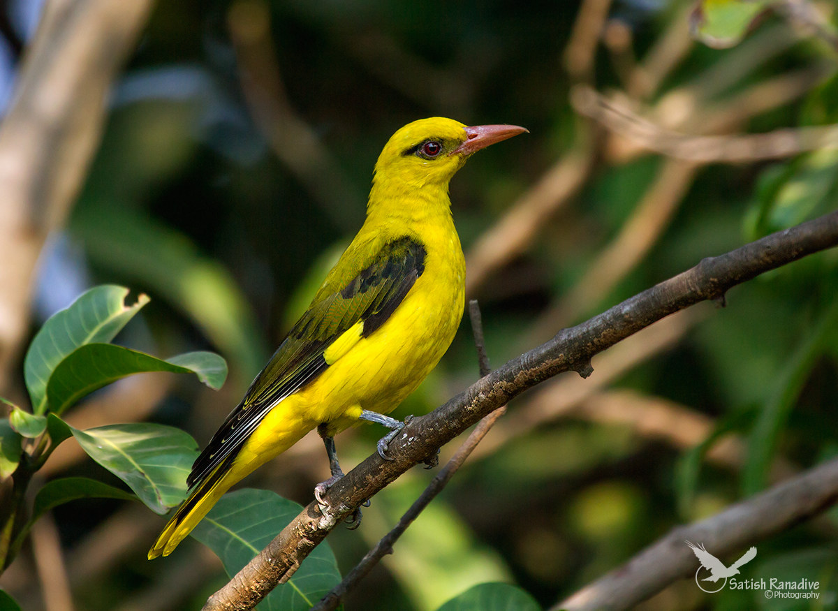 Golden oriole.