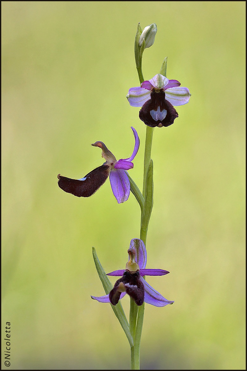 Ophrys Benacensis