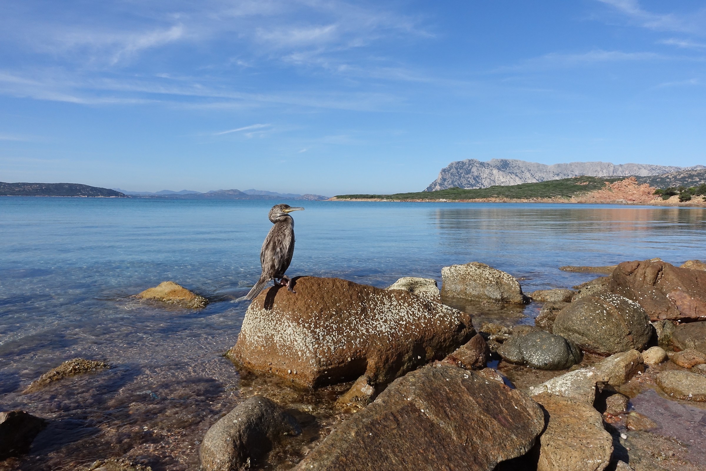 November to Coda Cavallo