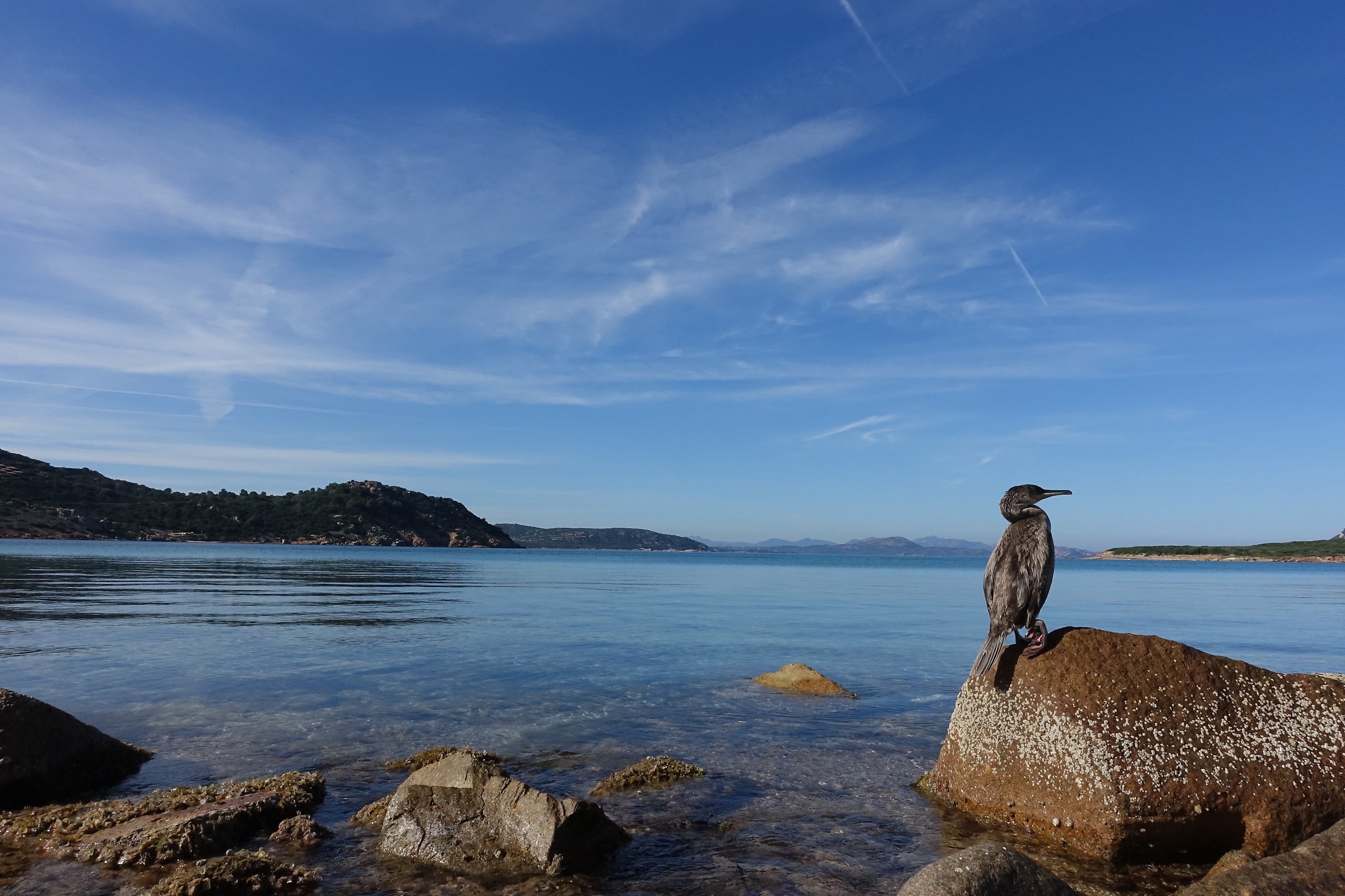 November to Coda Cavallo 3