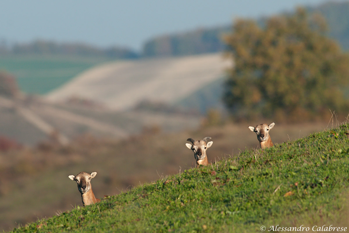 Mouflon curious