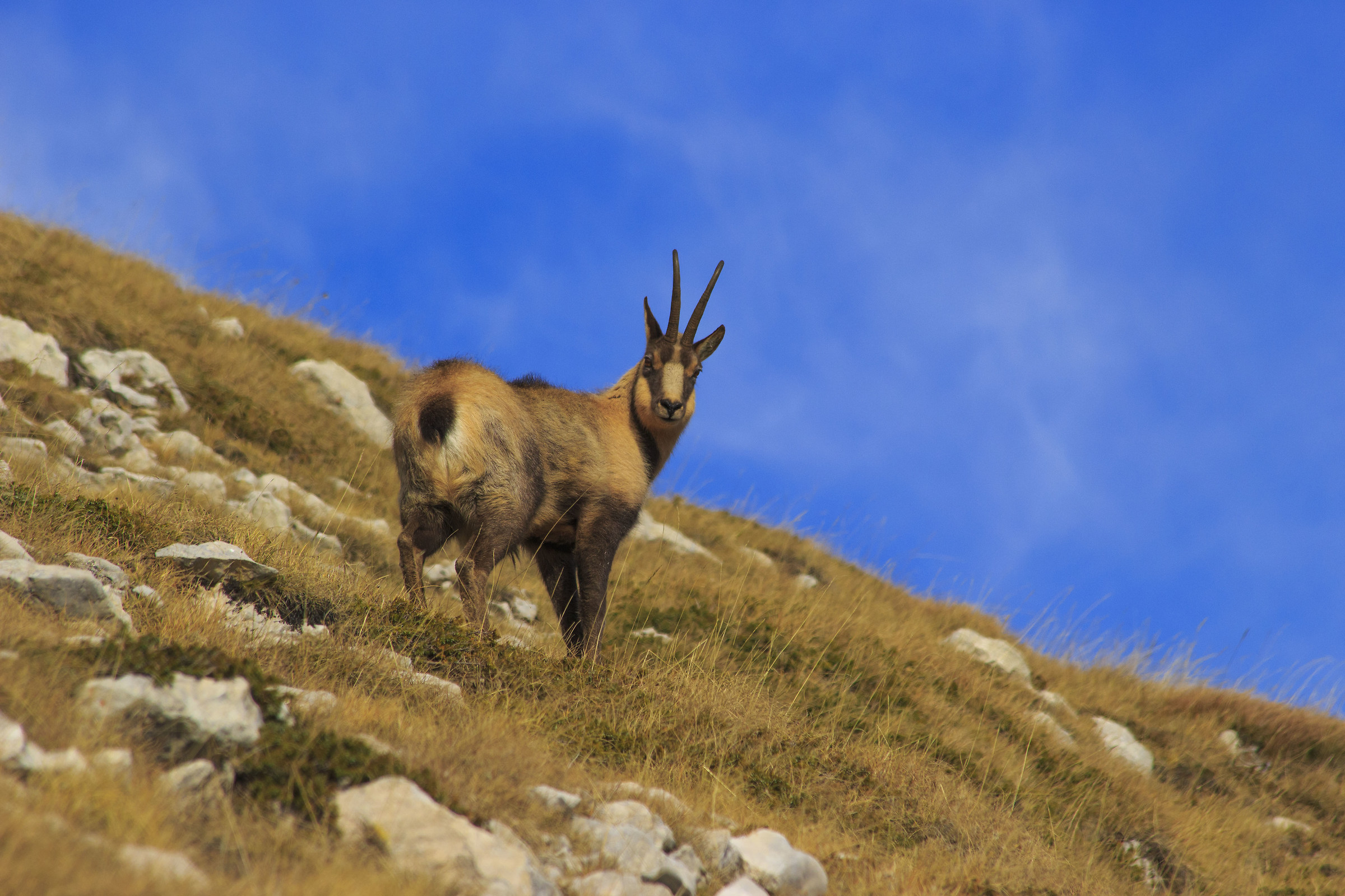 suede on the Gran Sasso ....