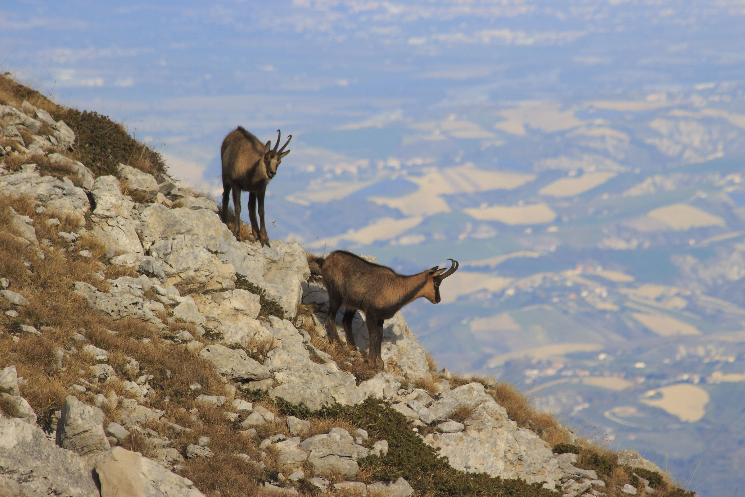 where chamois dare ...