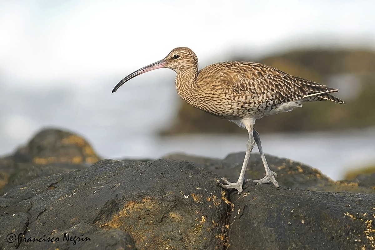 Curlew " on the rocks"