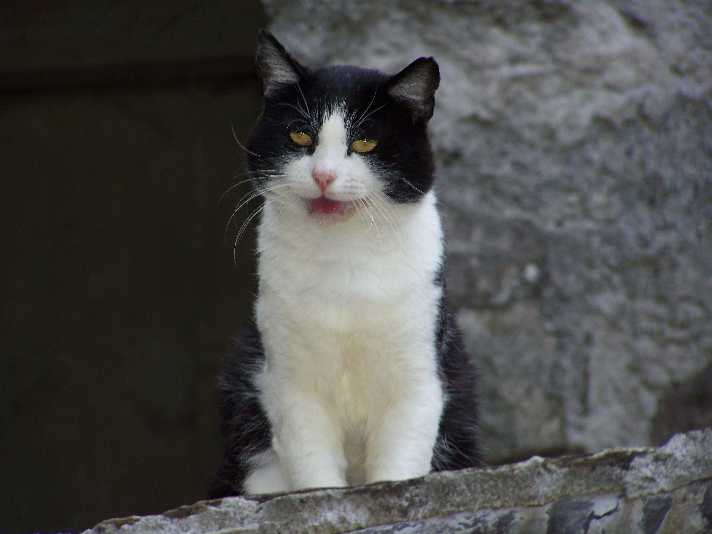Mountaineer cat ....