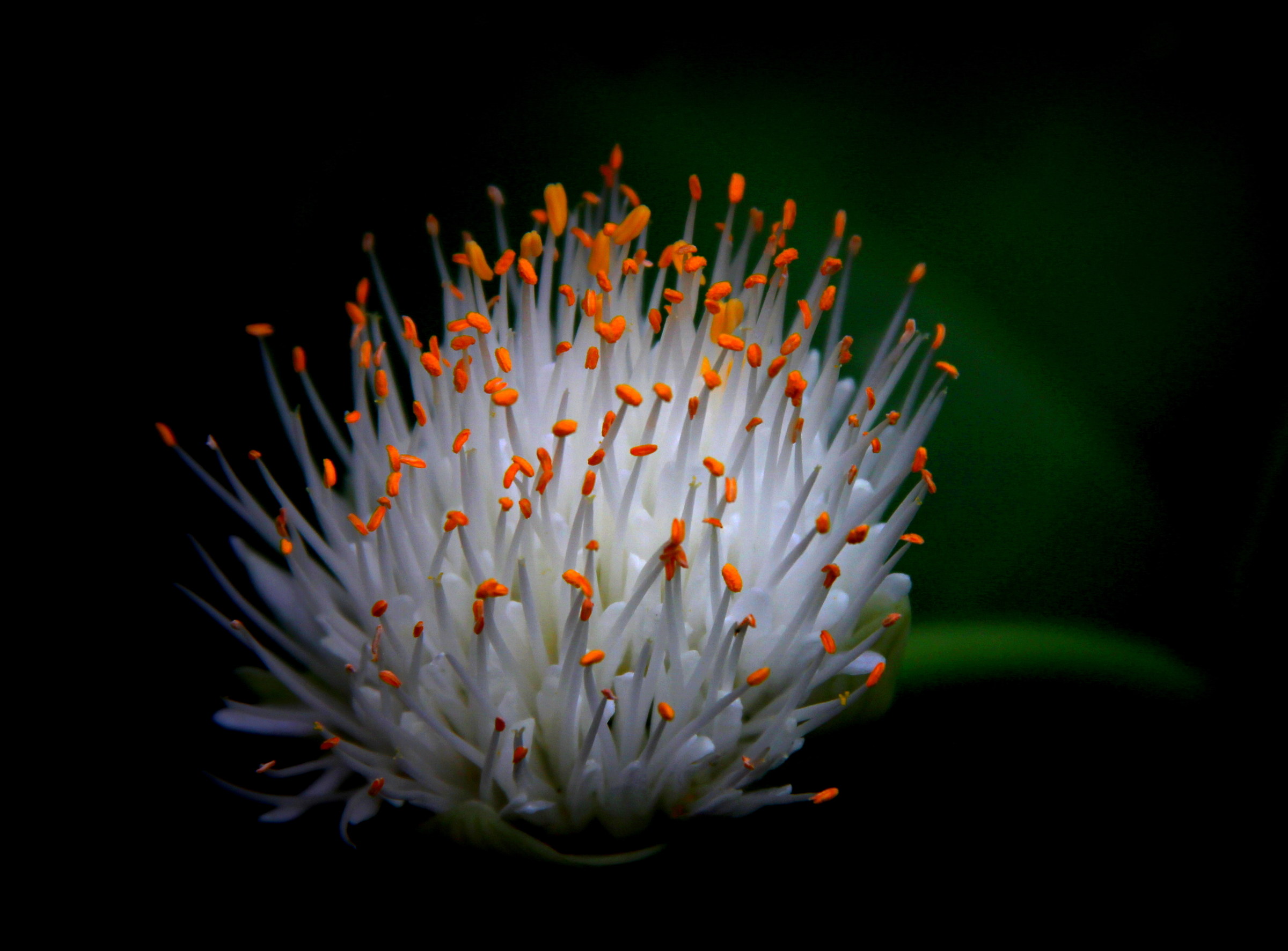 Haemanthus albiflos (2)