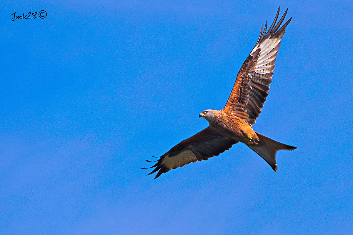 Milvus milvus - The Red Kite