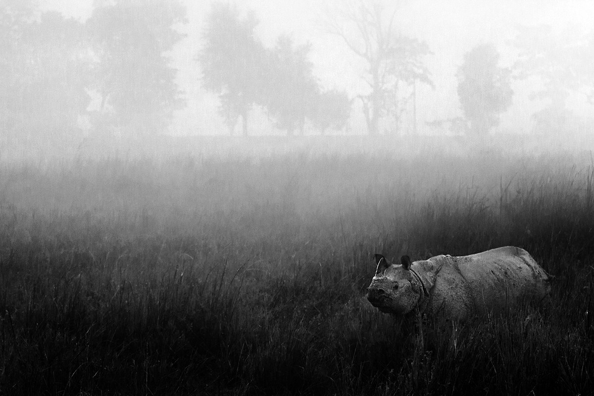 Misty rhino