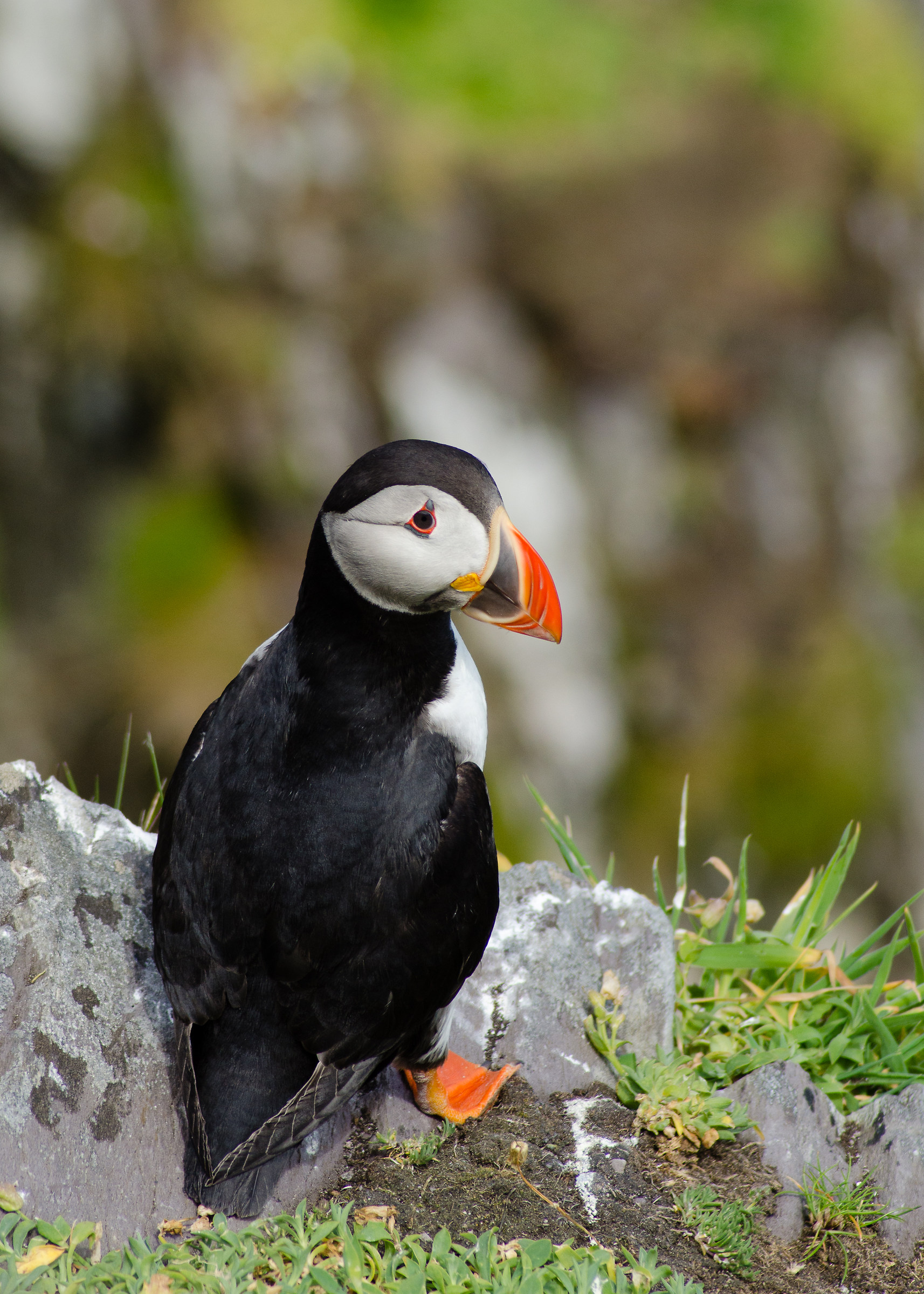 Skellig isola Puffin