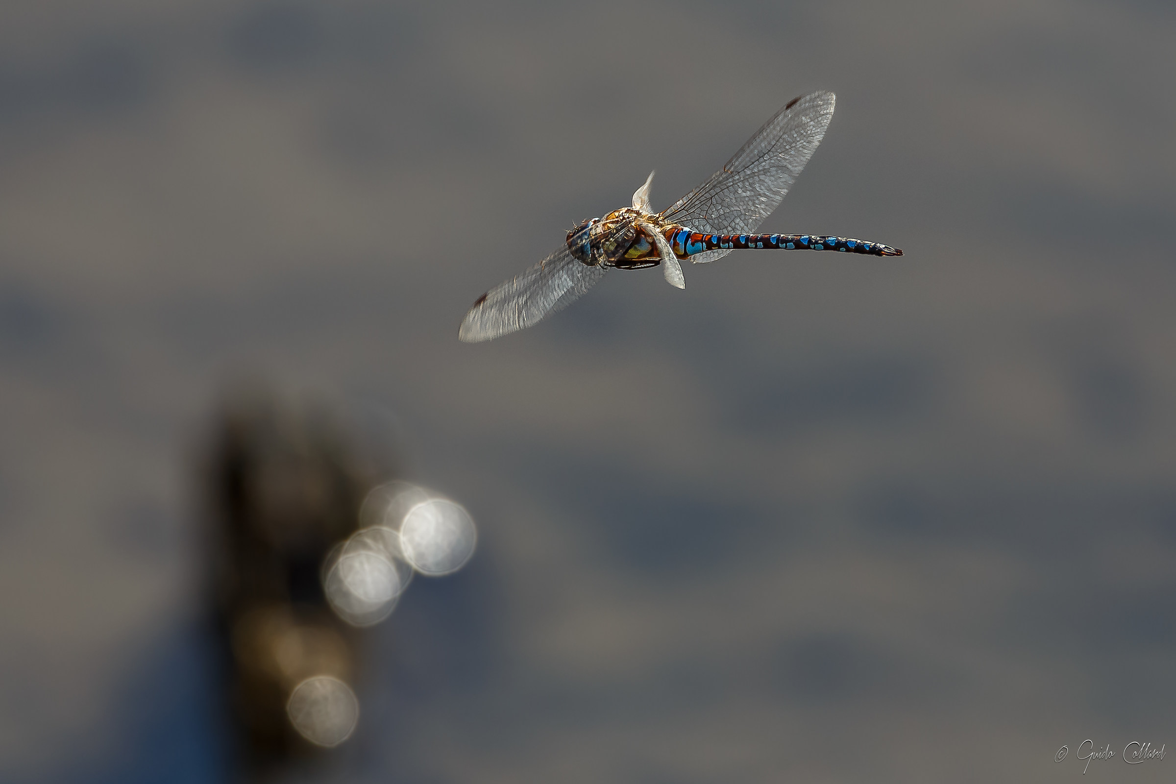 Dragonfly in flight