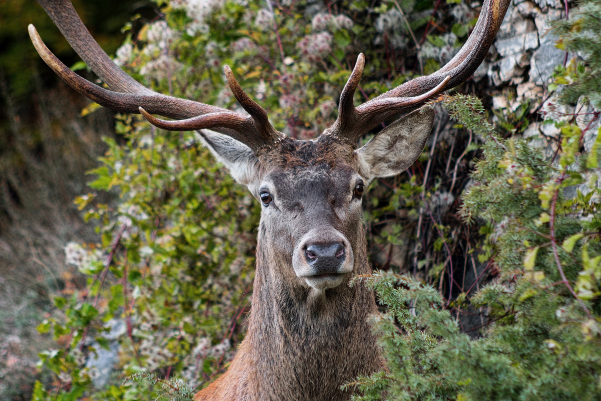 Cervo - Camosciara Abruzzo 20151017