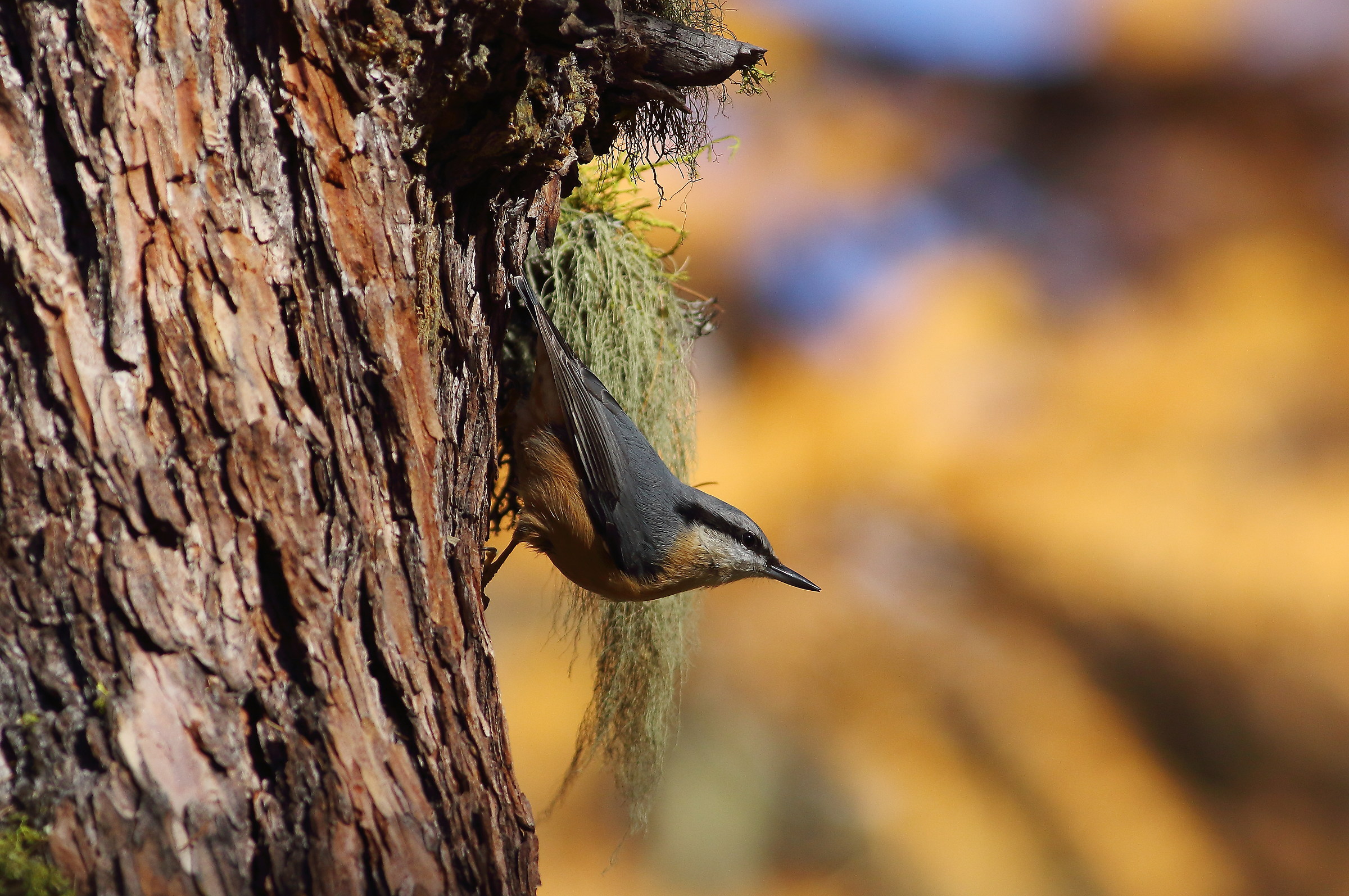 nuthatch