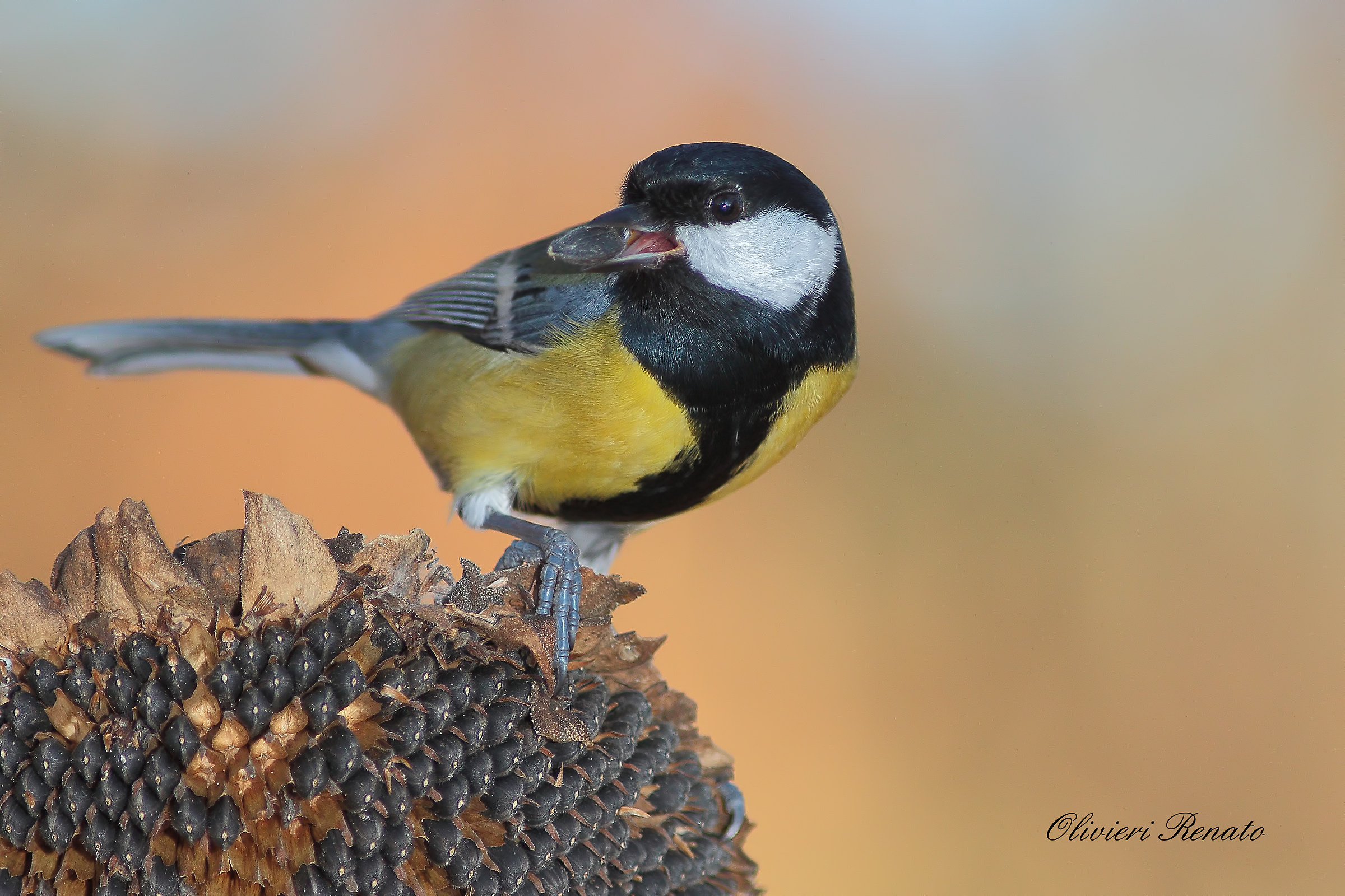 Cinciallegra (Parus major)