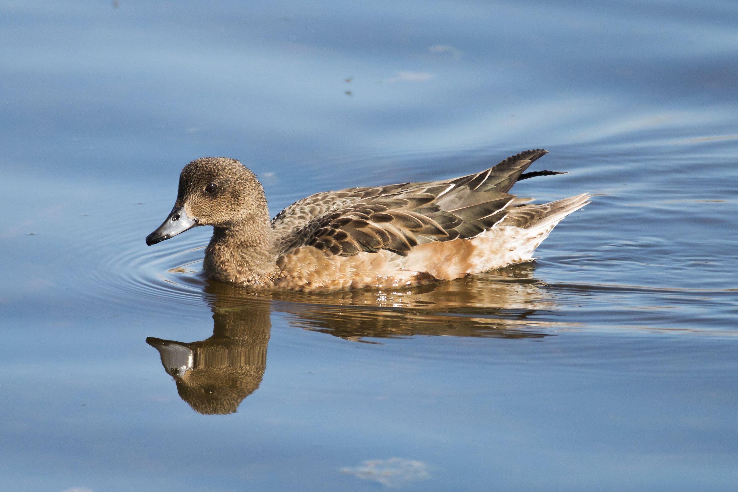 Wigeon