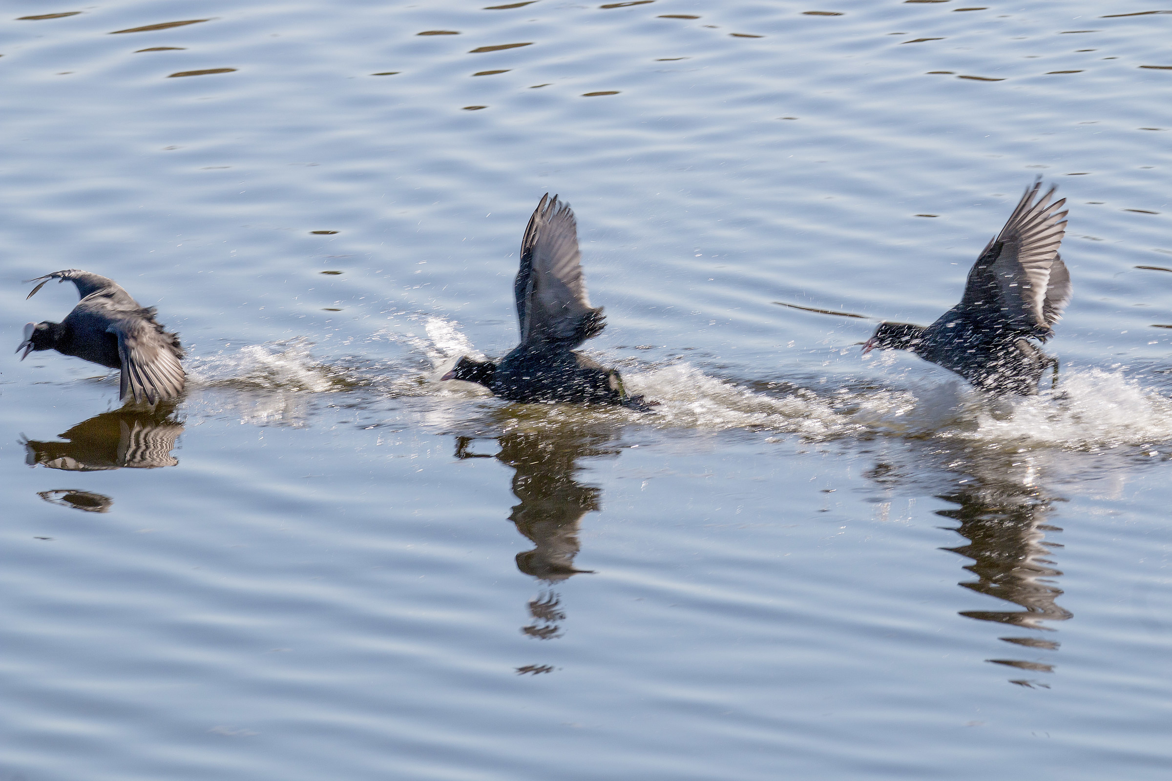 Coots at Mugello