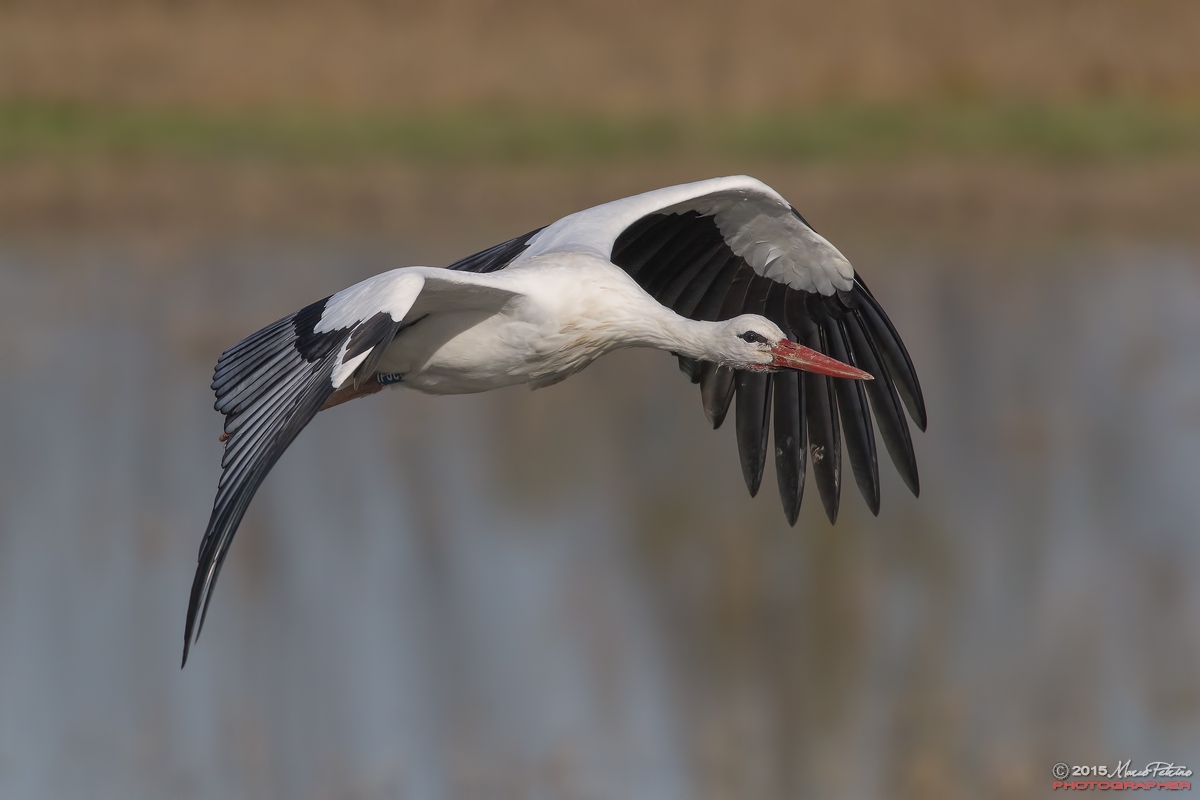 White Stork (Ciconia ciconia)