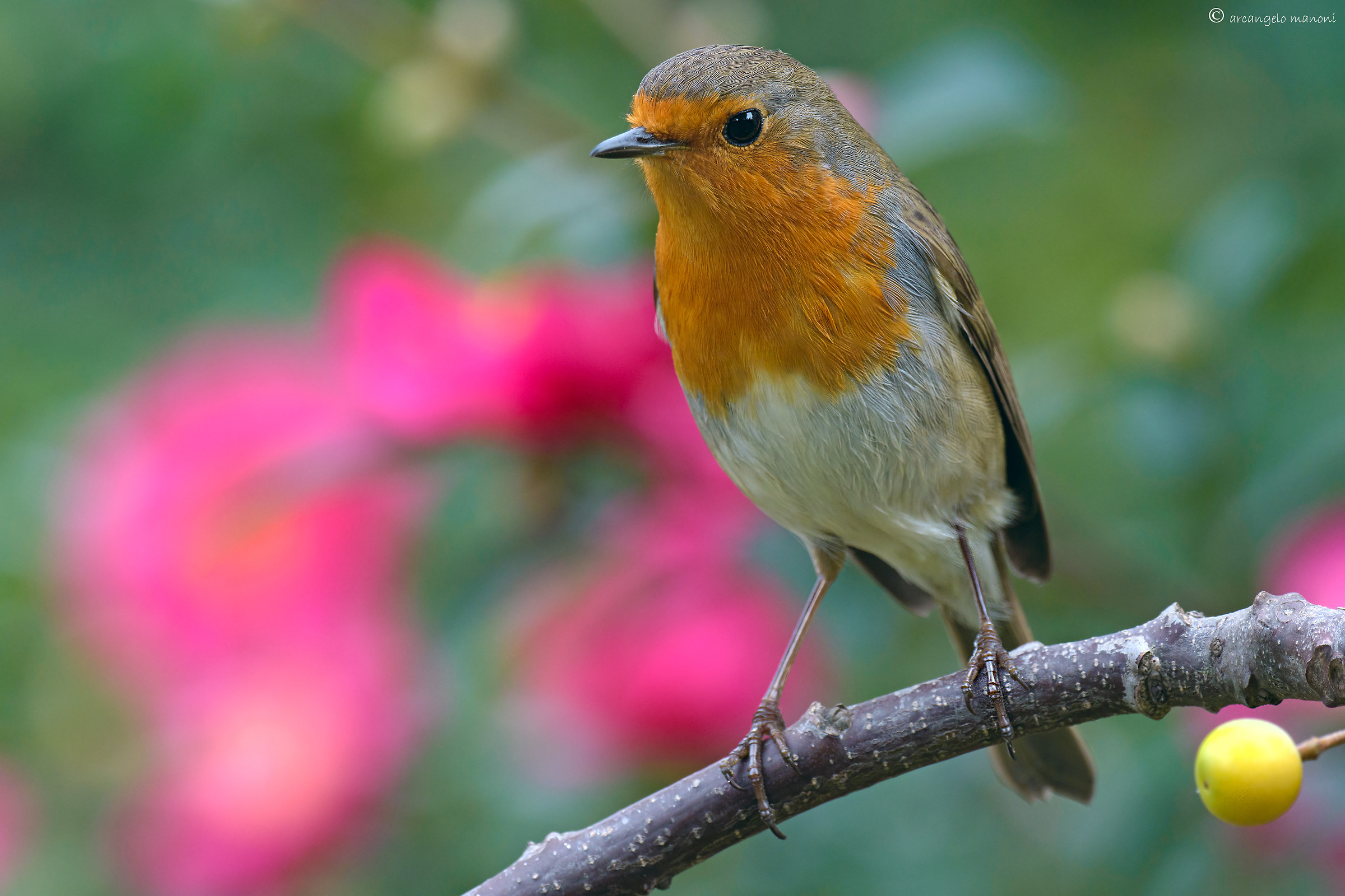 and 'she returned to the owner of the garden