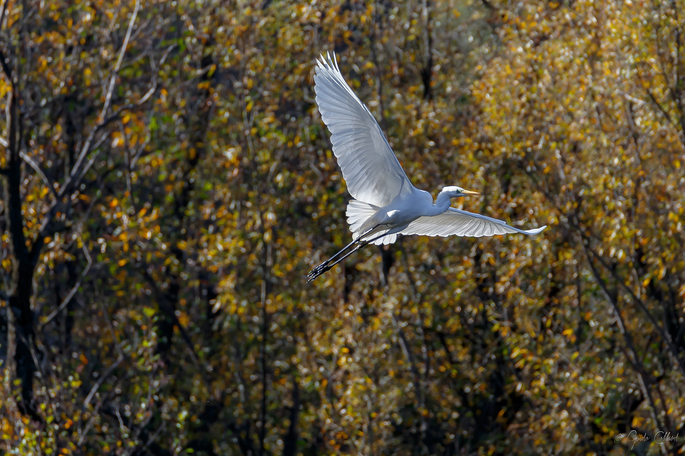 White heron gliding