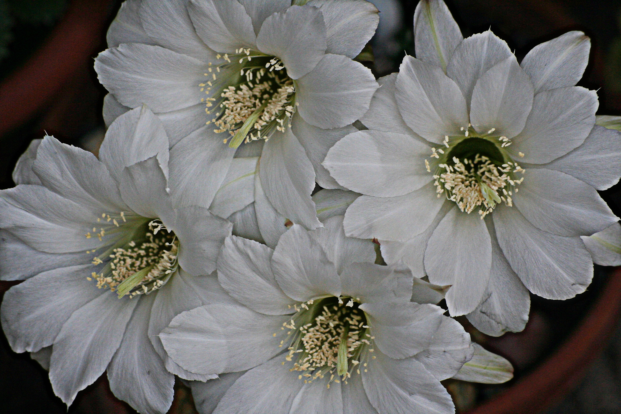flowering echinopsis