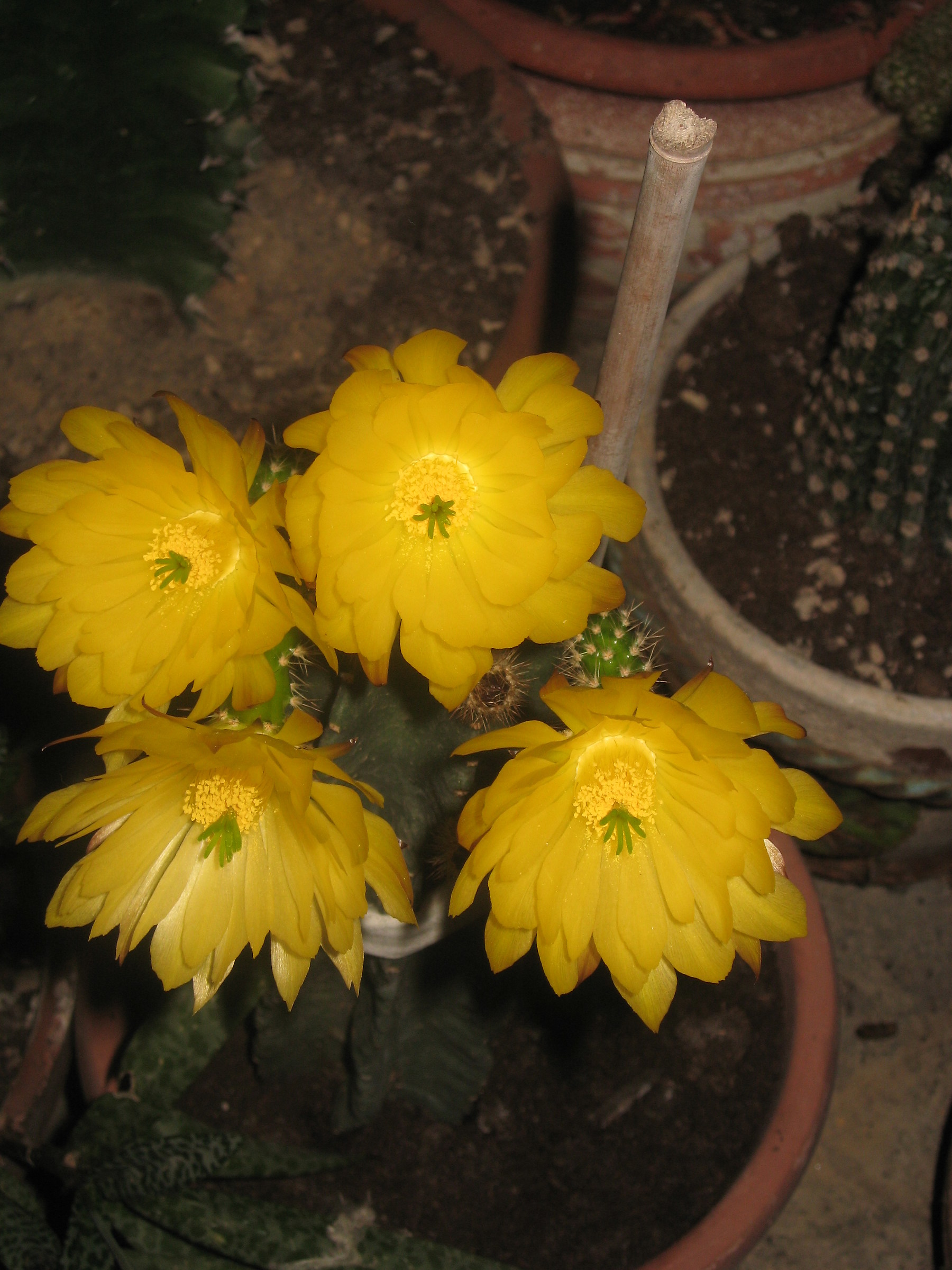 flowering succulents .... my passion