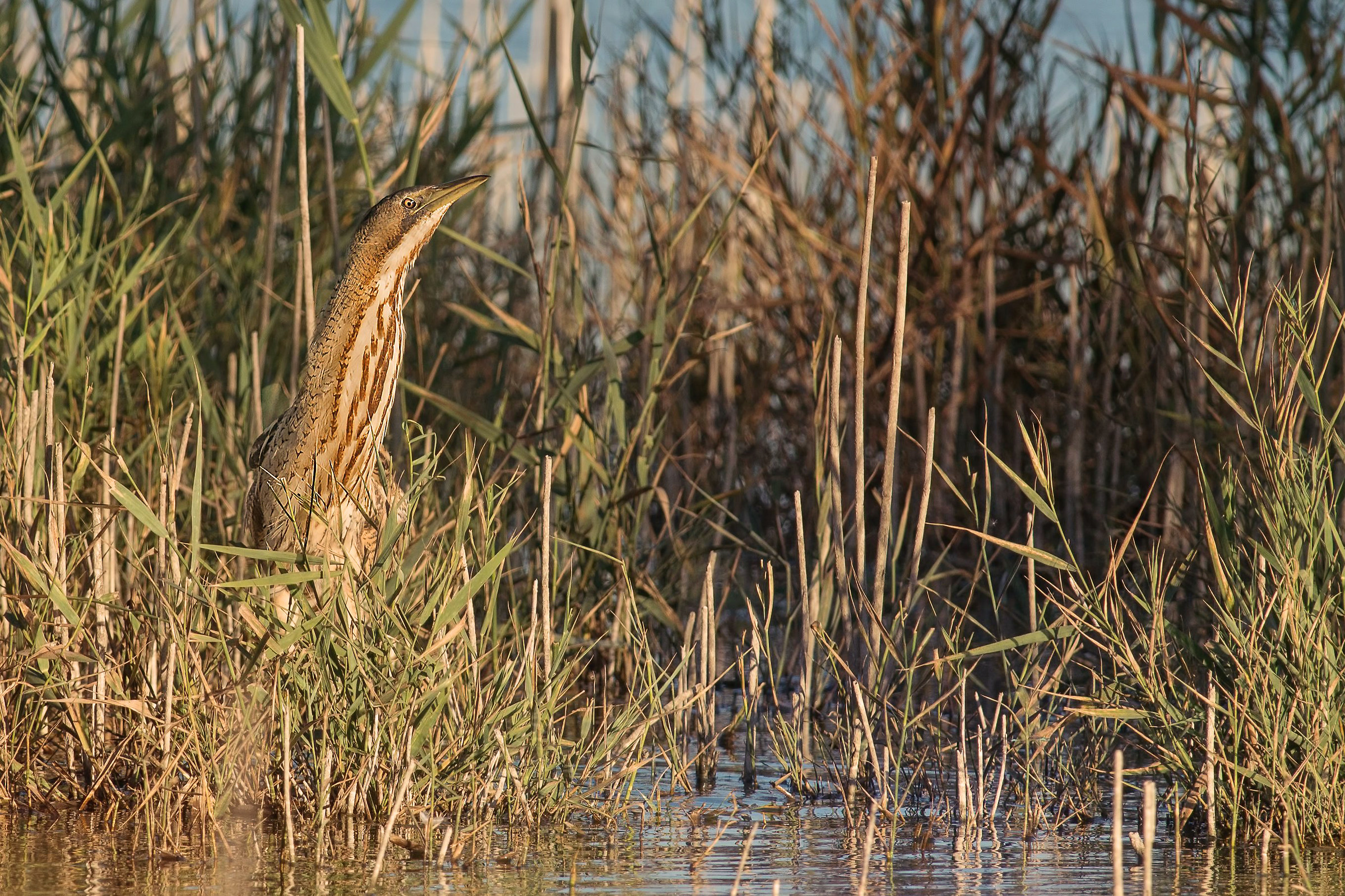bittern
