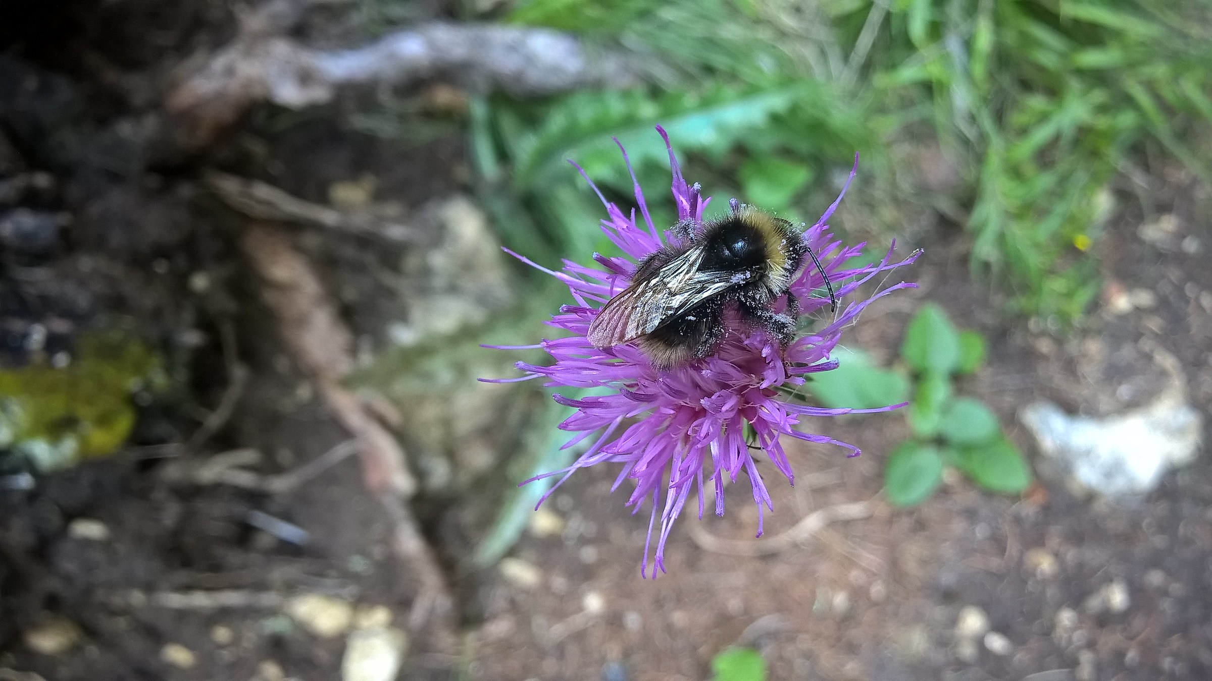 Bombus Latreille "Bumblebee"