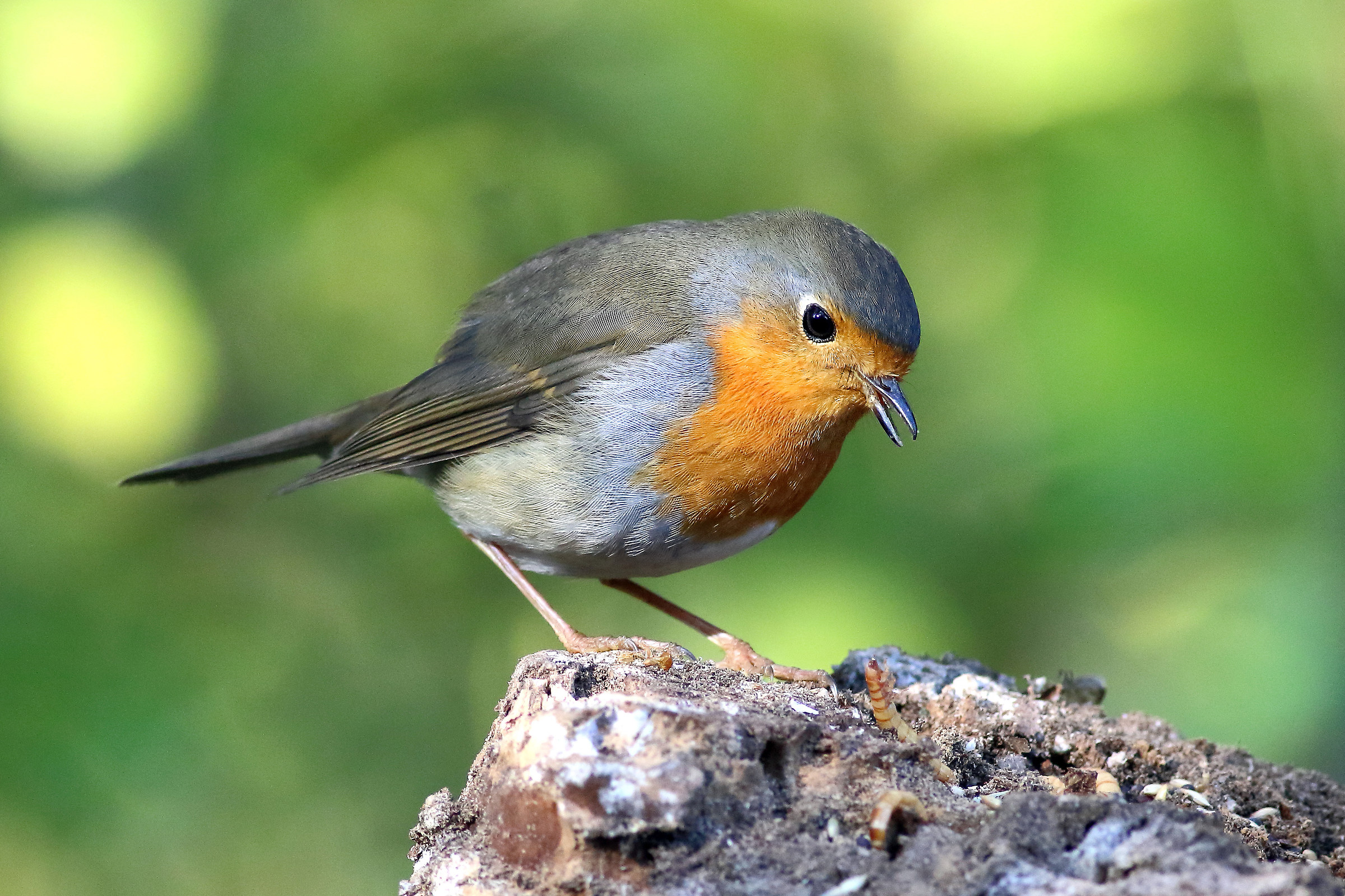 robin
