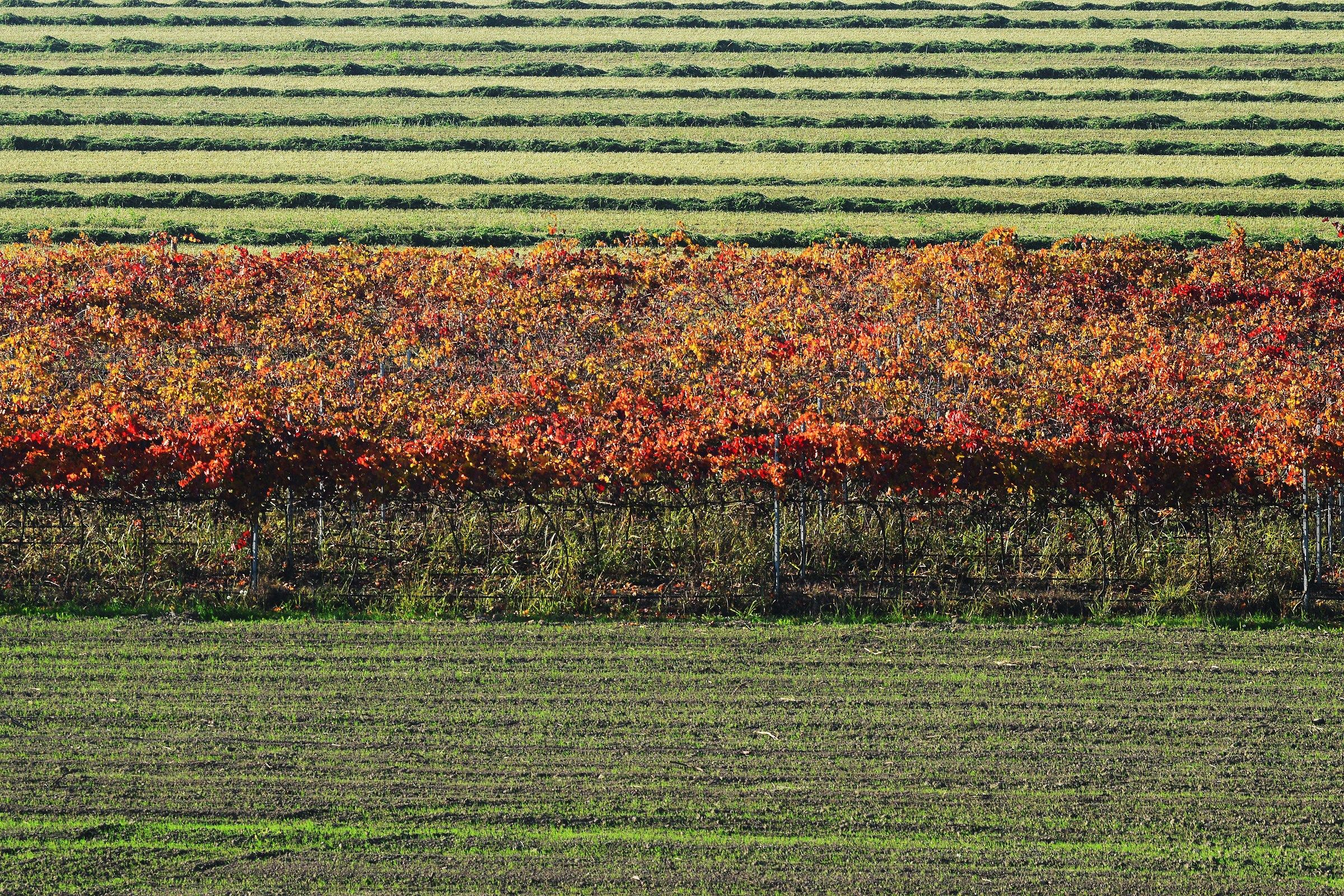 vigneto in autunno