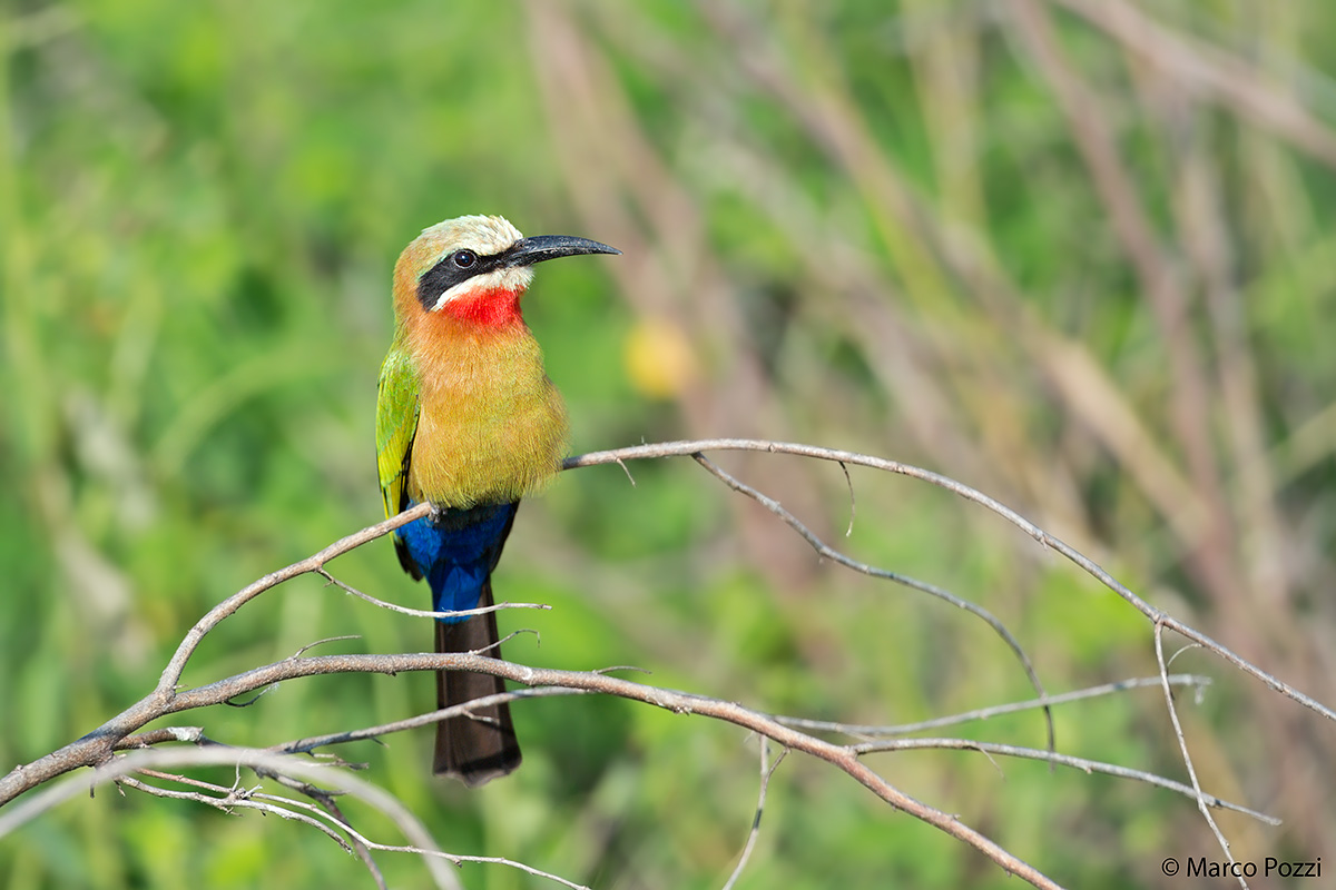 white-fronted bee-eater