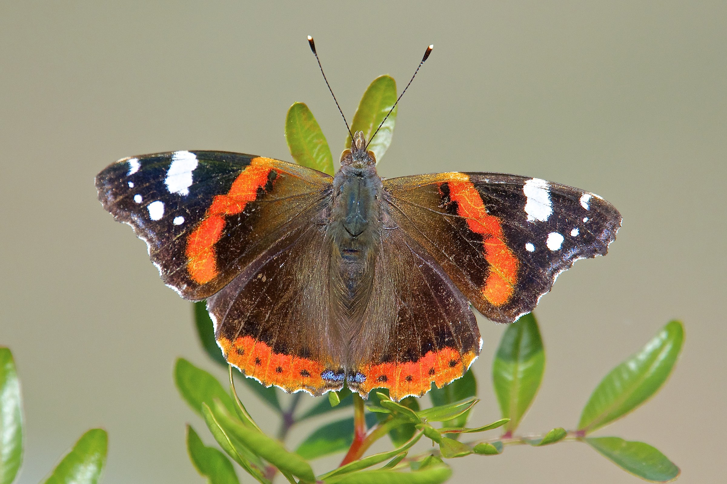 Vanessa atalanta
