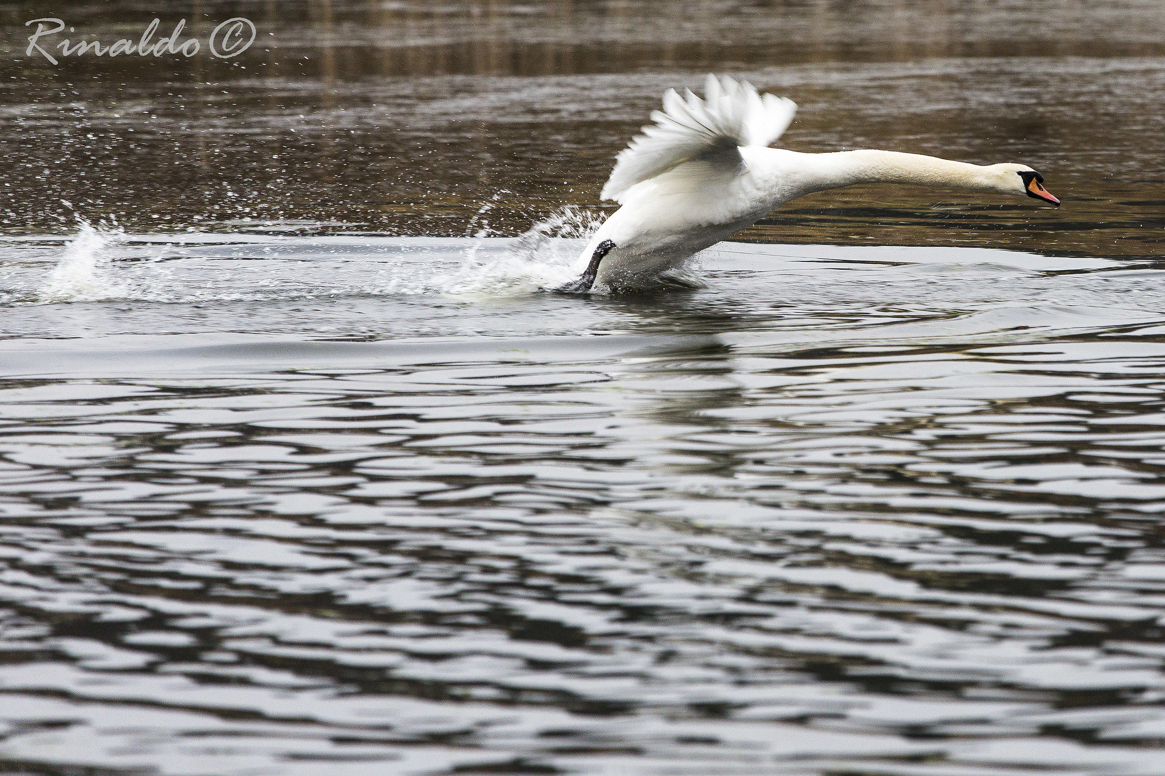 Swan taking off