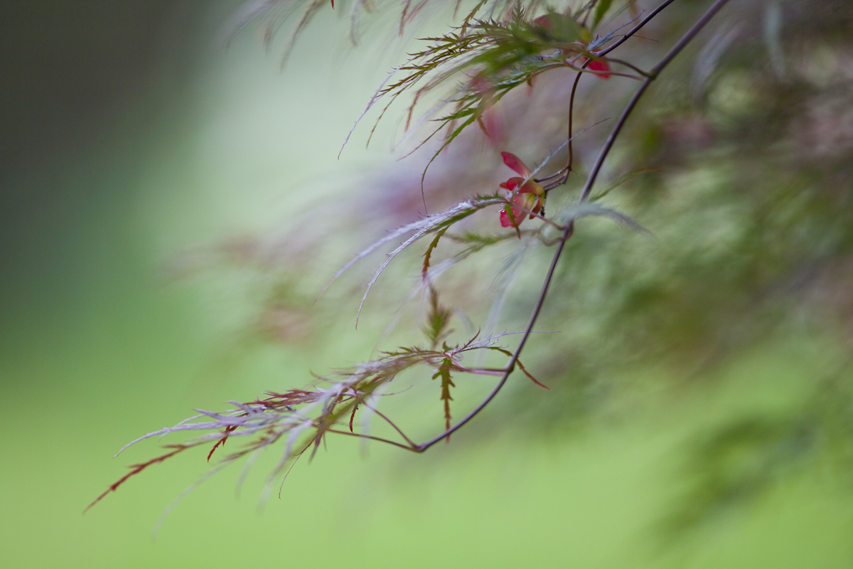 Flower dancing in the green garden