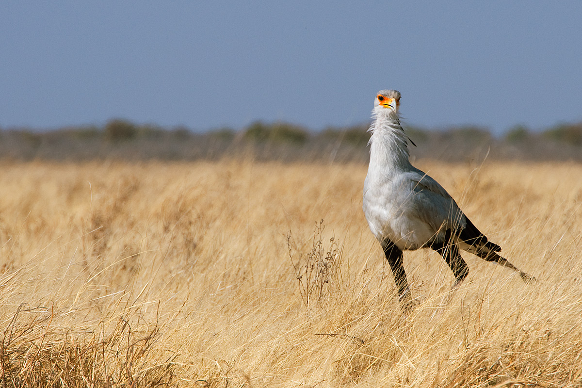 Secretary bird aka Serpent