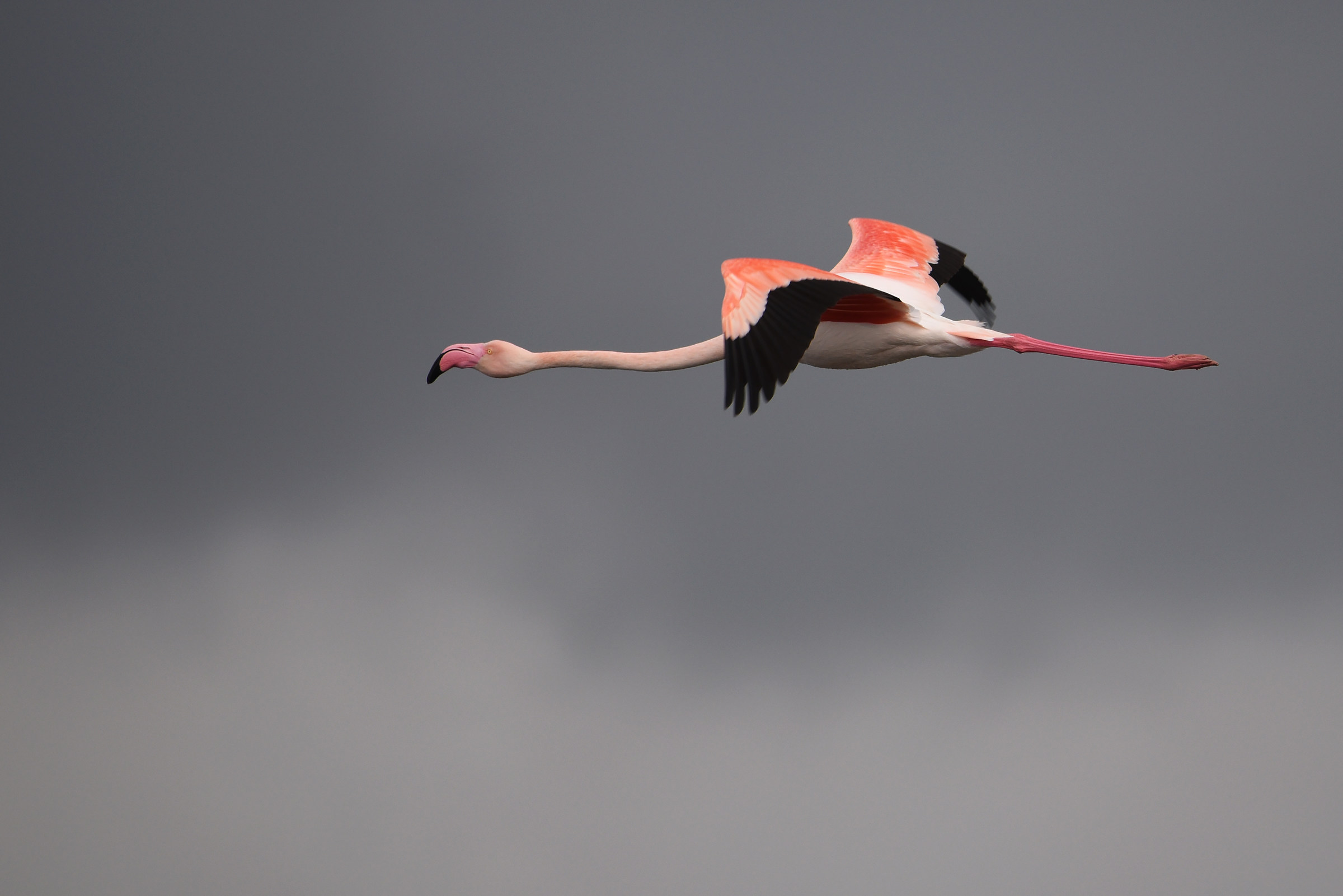 Escape from the storm