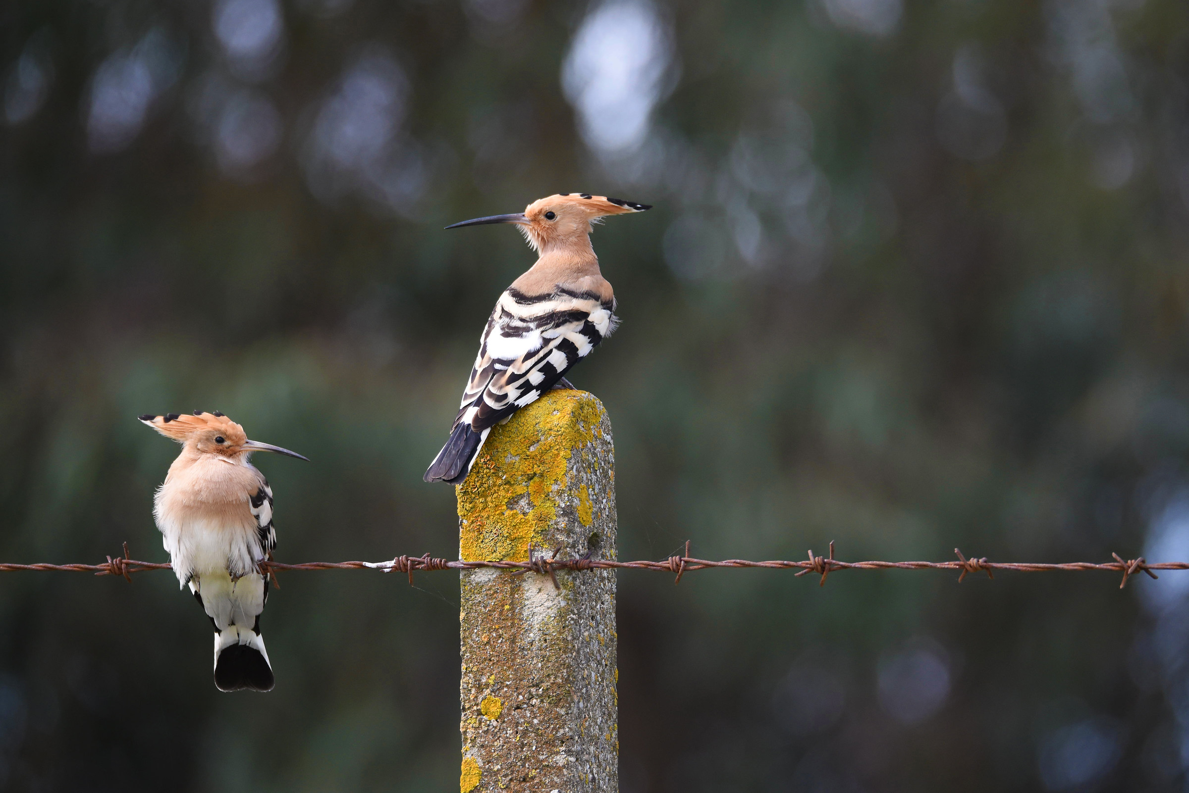 Hoopoes and scent of myrtle