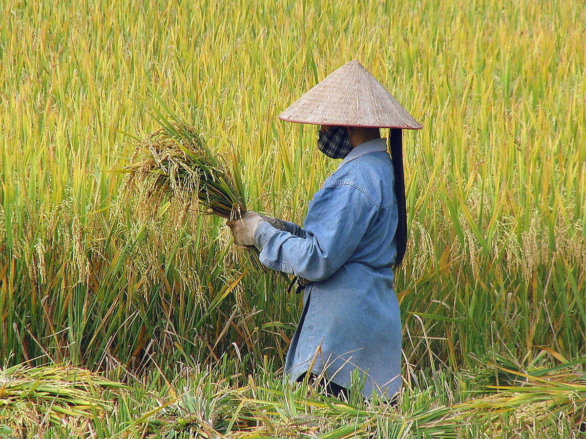 paddies Vetnam