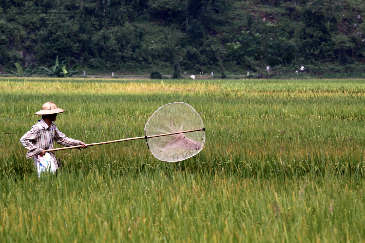 Original capture insects for dinner