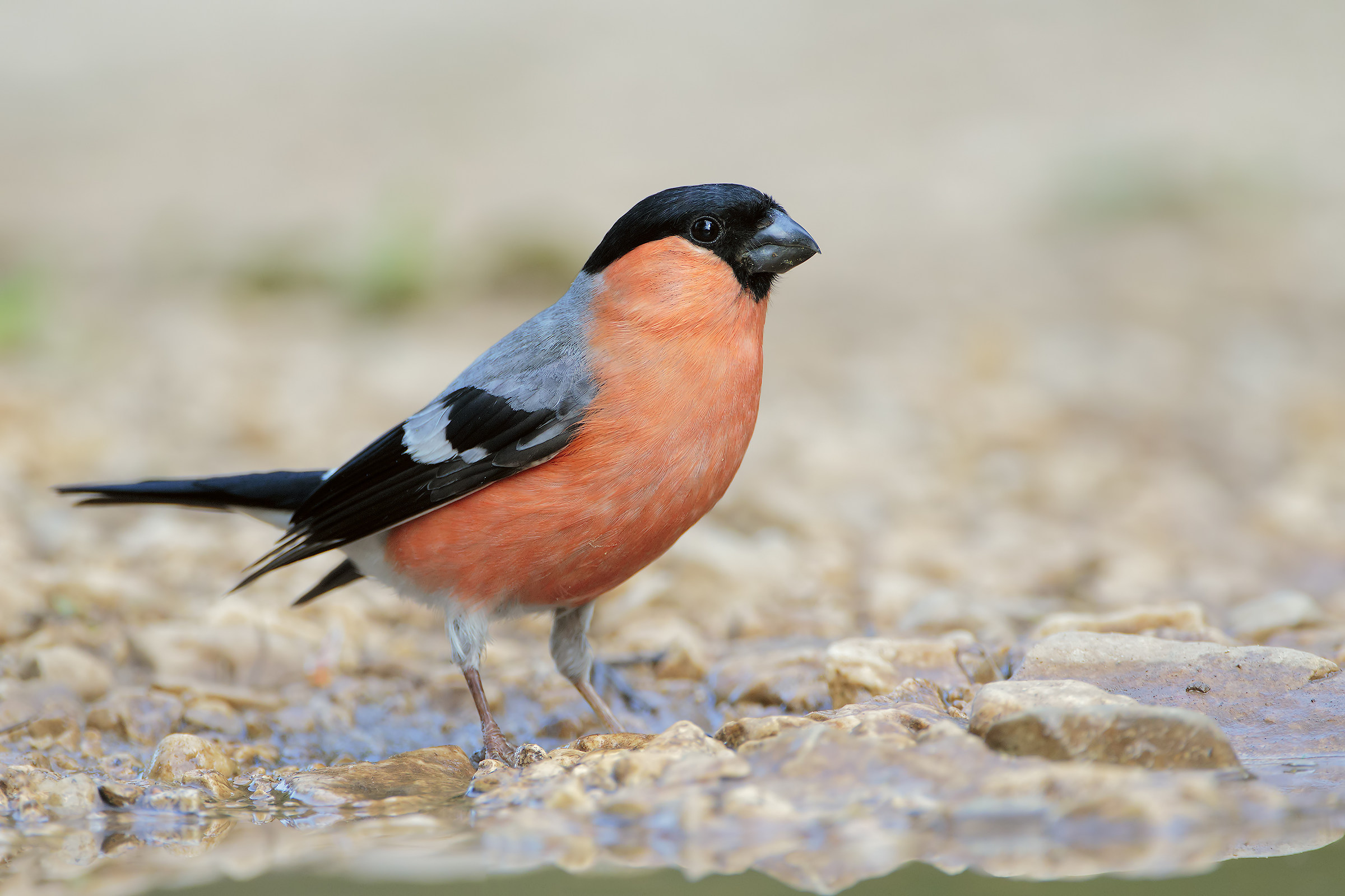 Bullfinch