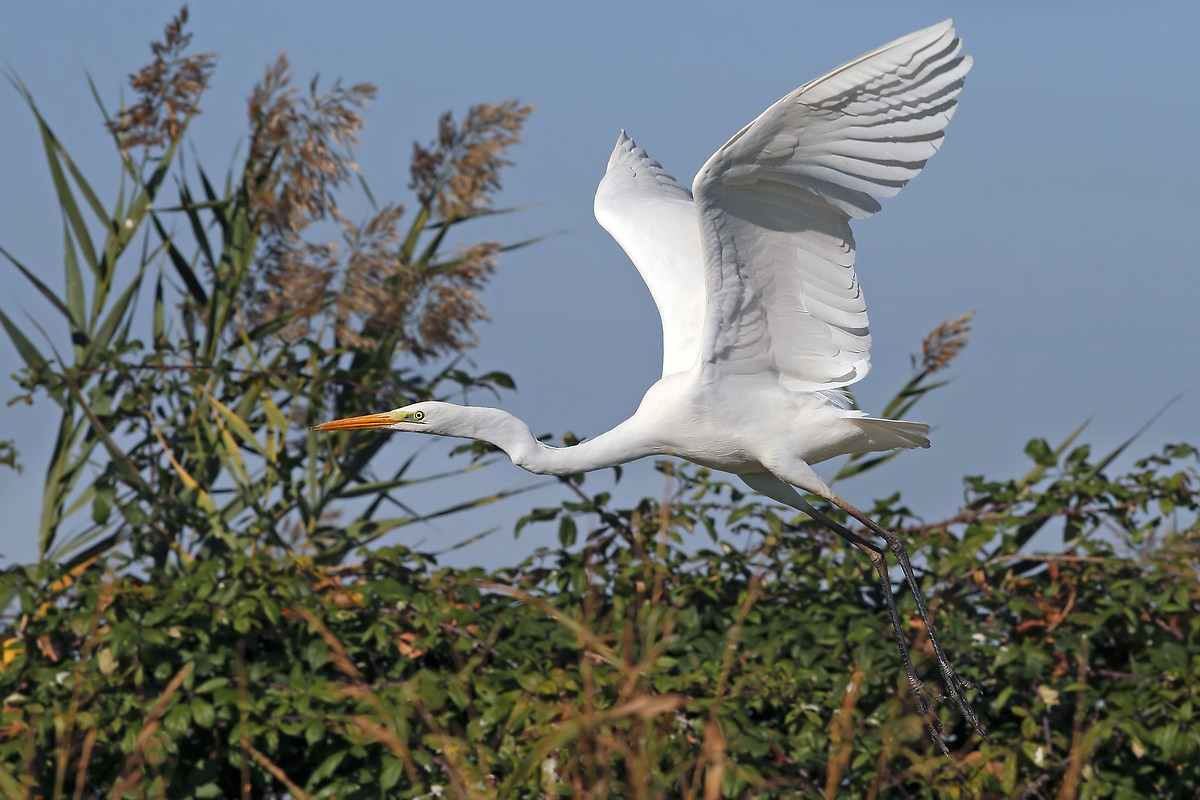 Great Egret