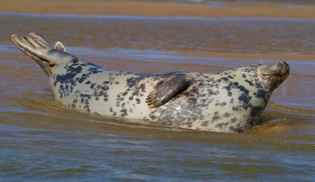Grey Seal