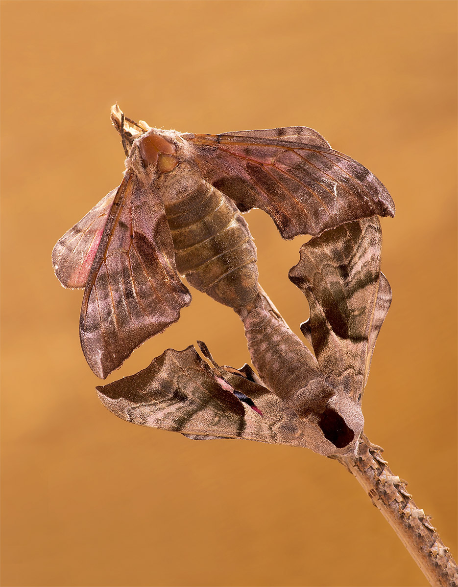 Sphingidae