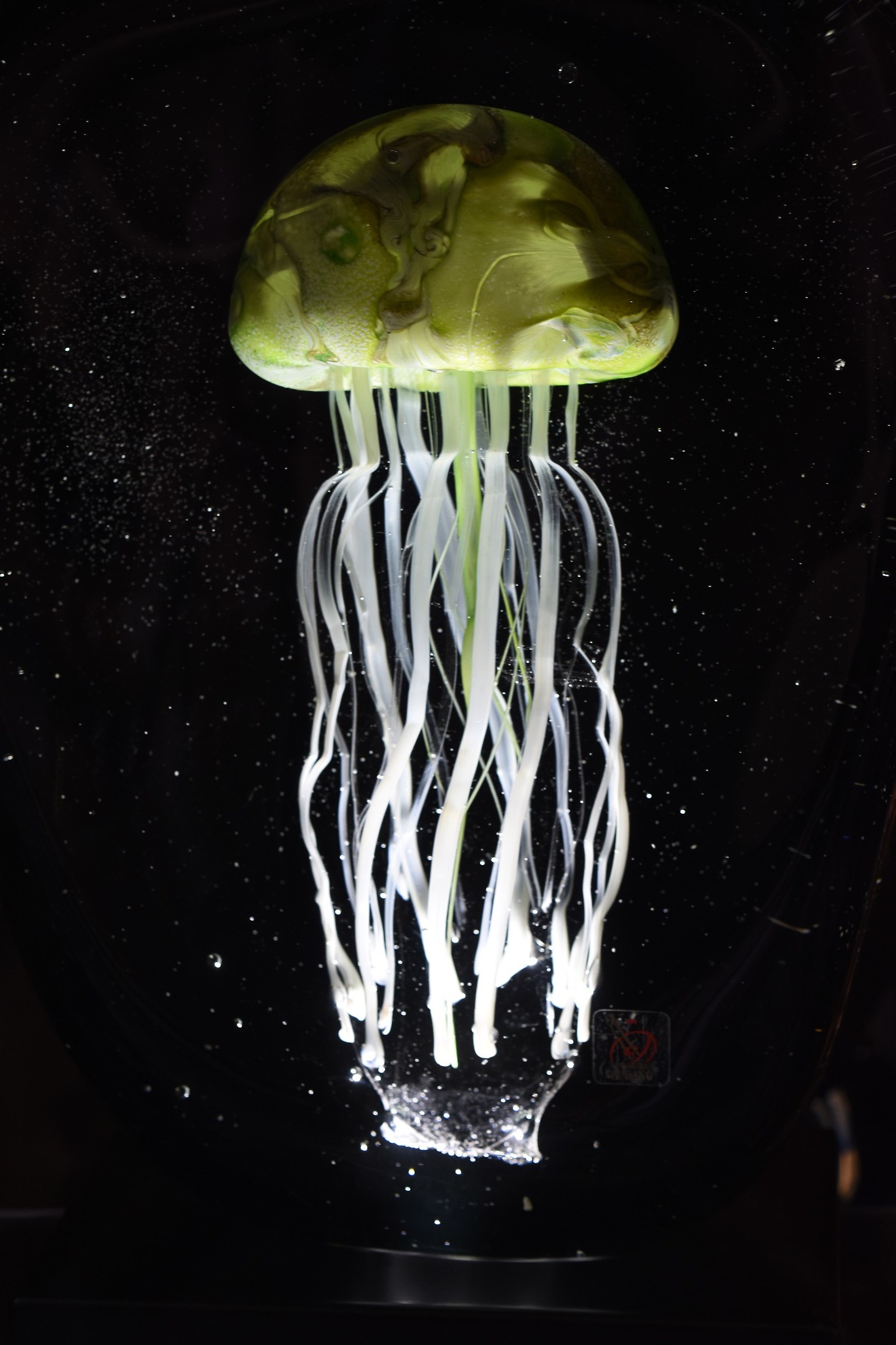 medusa di vetro