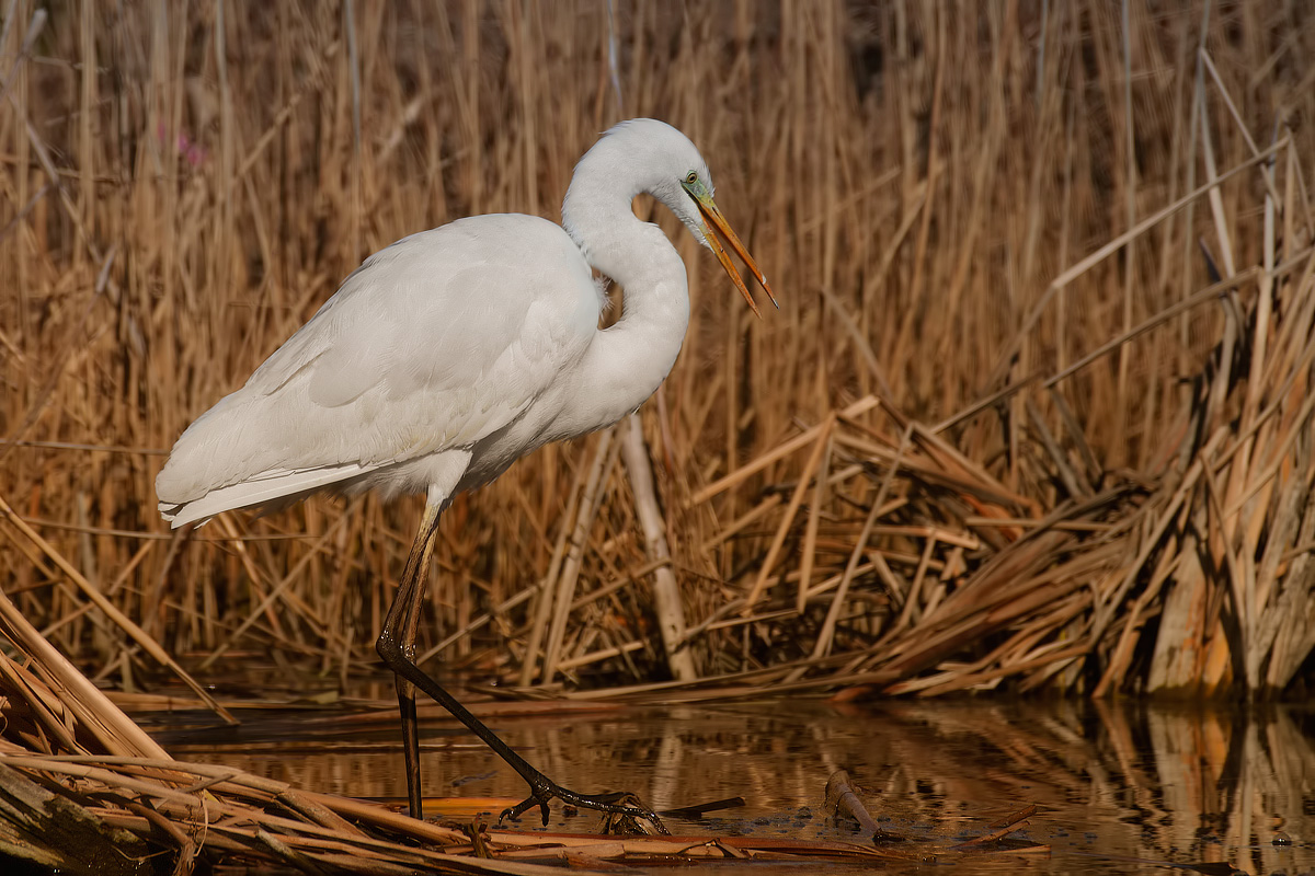 White Egret
