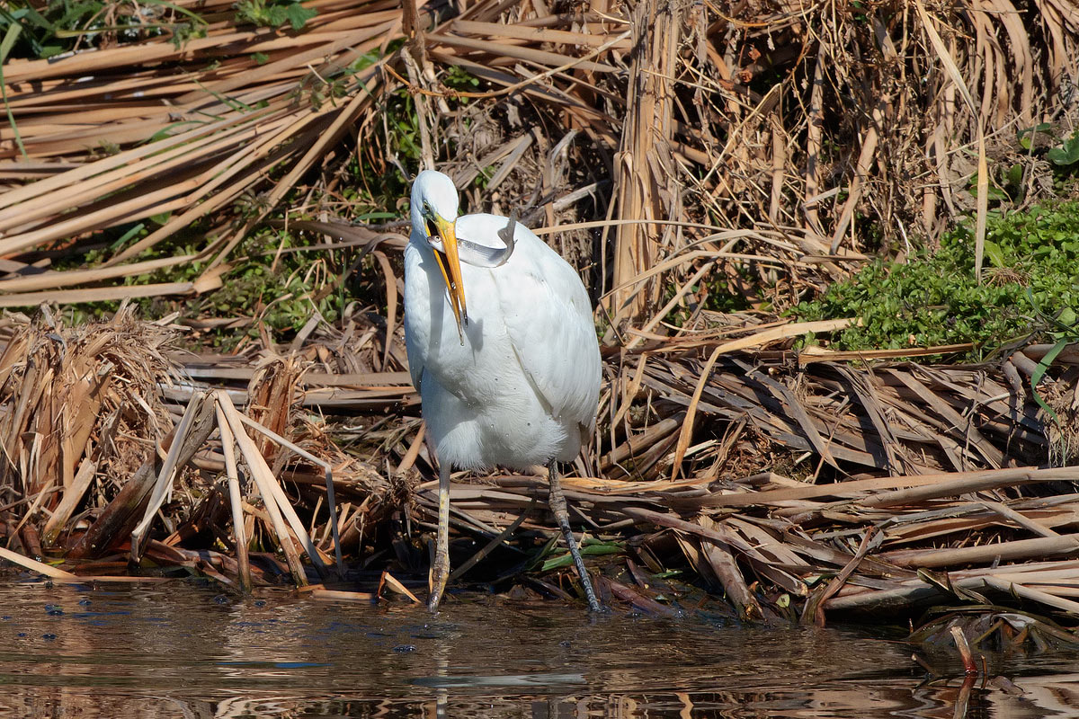 White Egret with prey