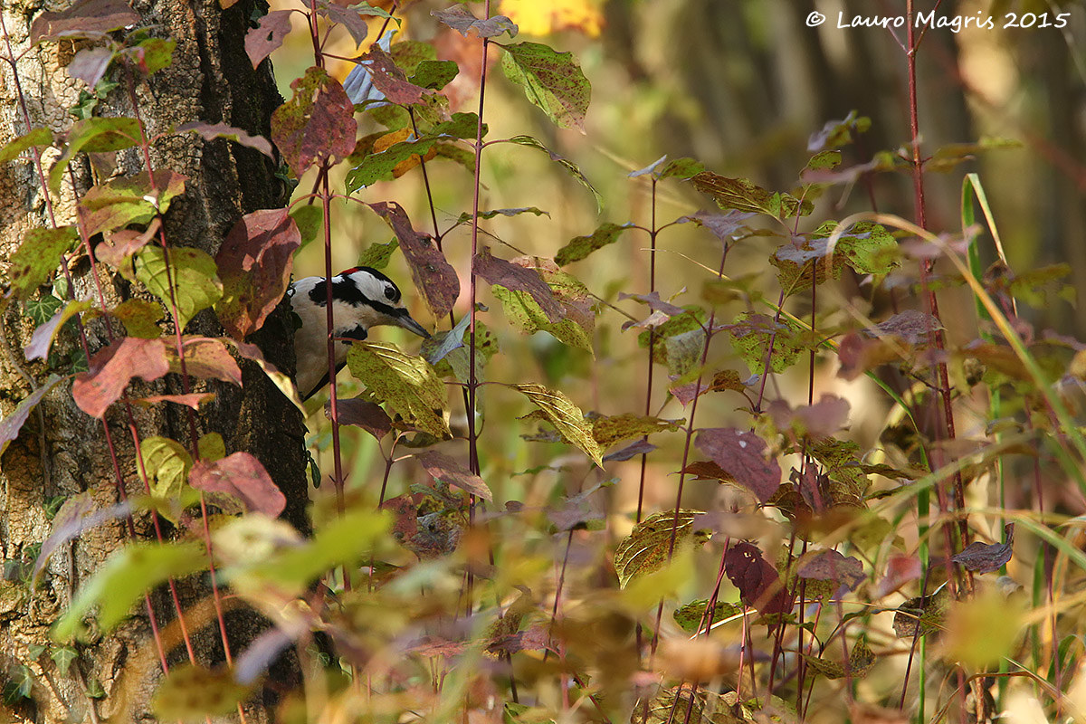 L'autunno del picchio rosso