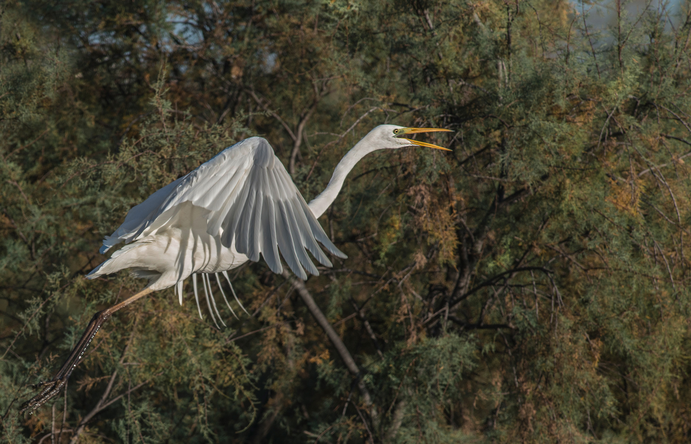 great white heron