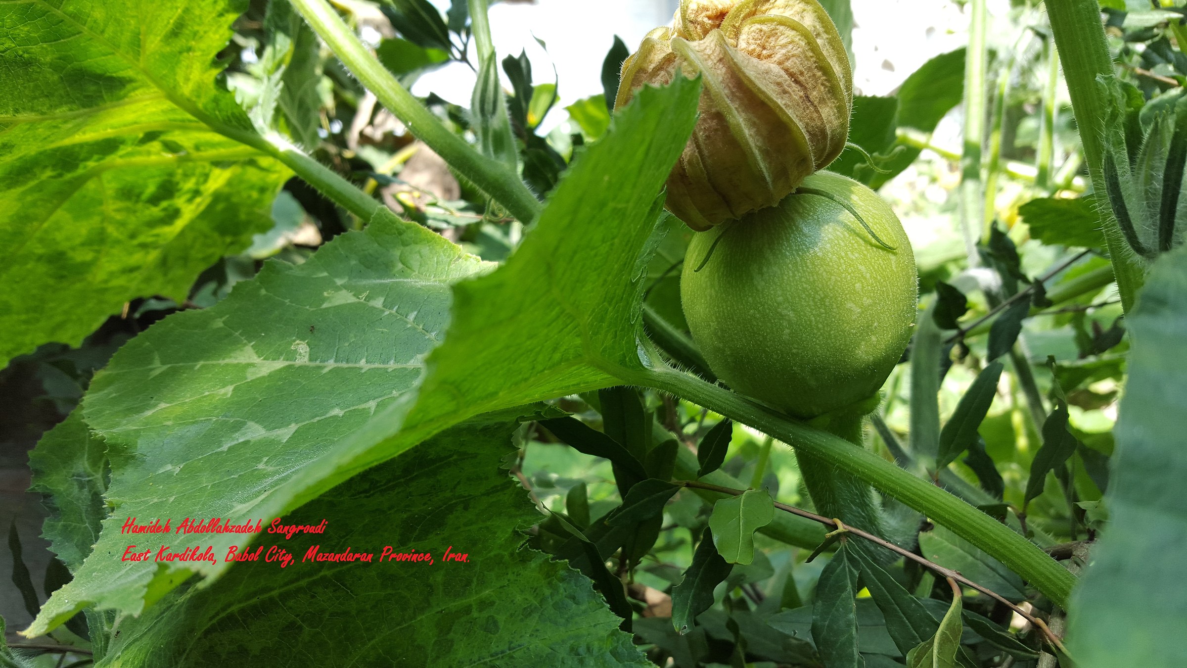 La nostra azienda agricola Zucchini