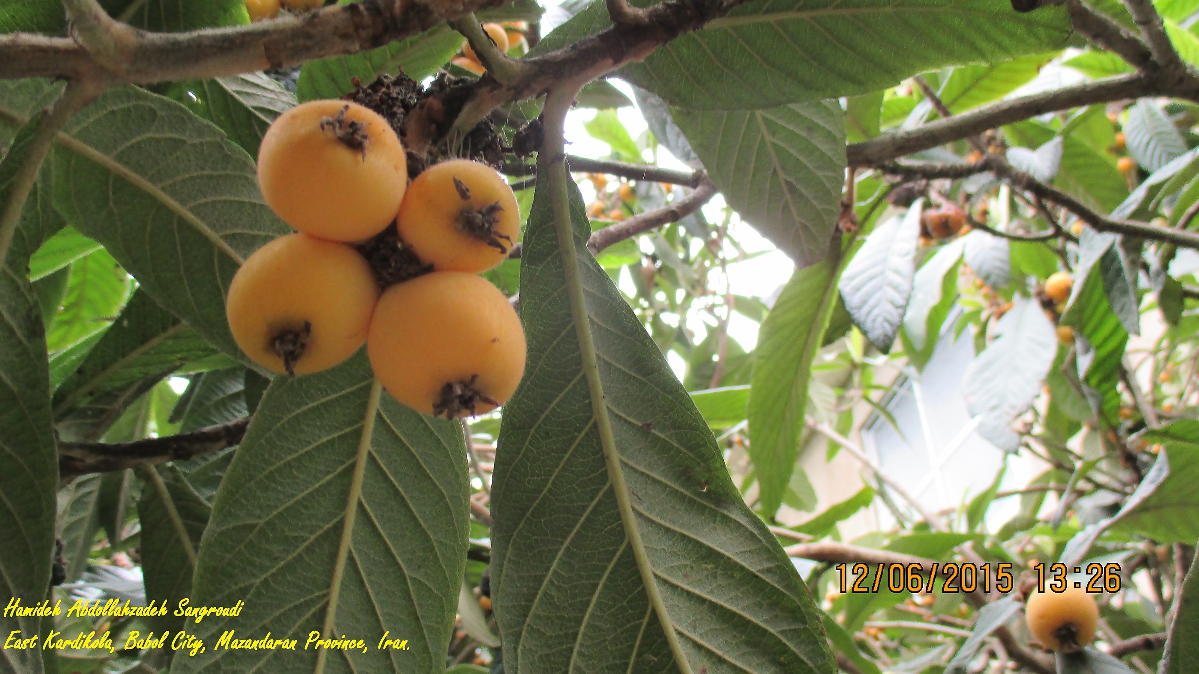 La nostra azienda agricola nespolo