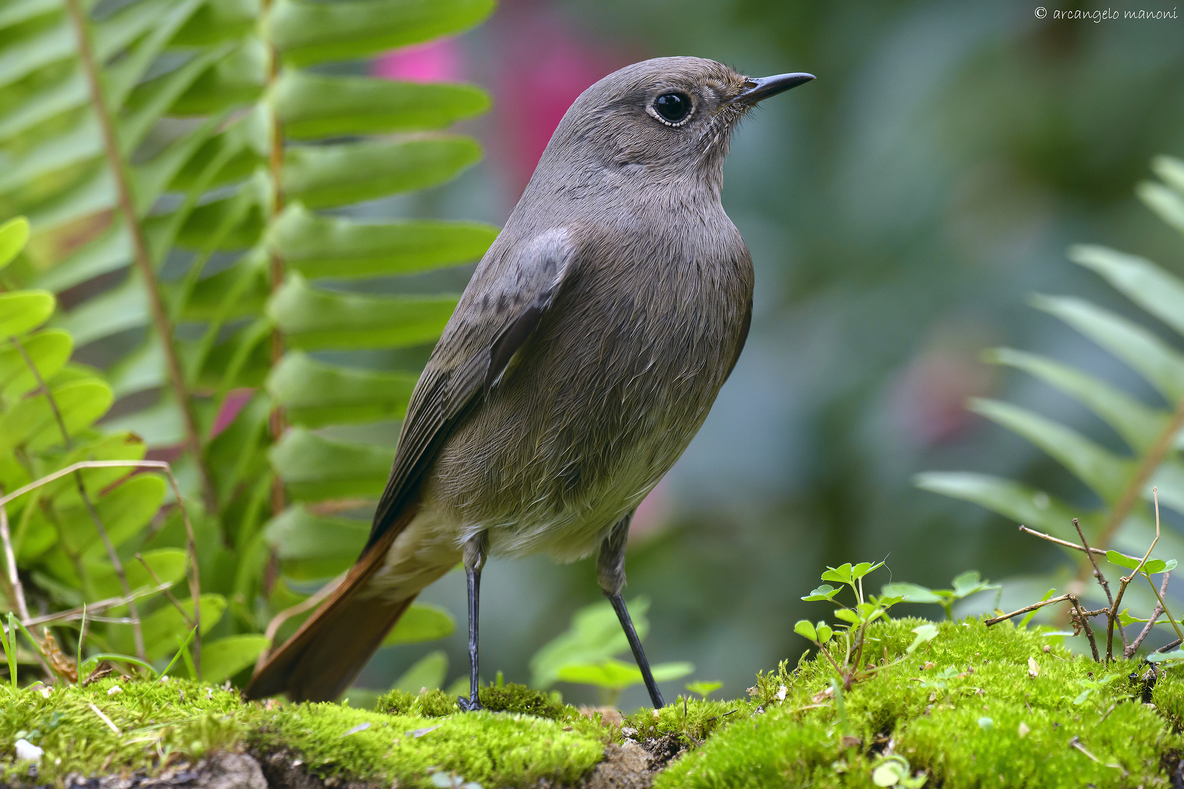 The guardian of the garden