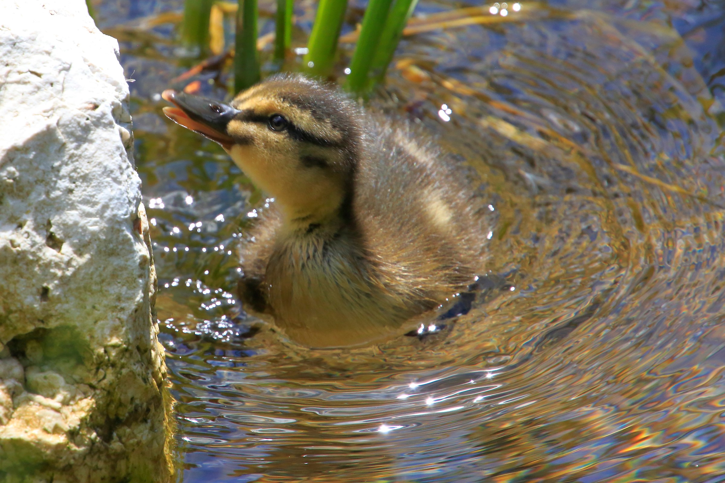 I'm going to explore the world